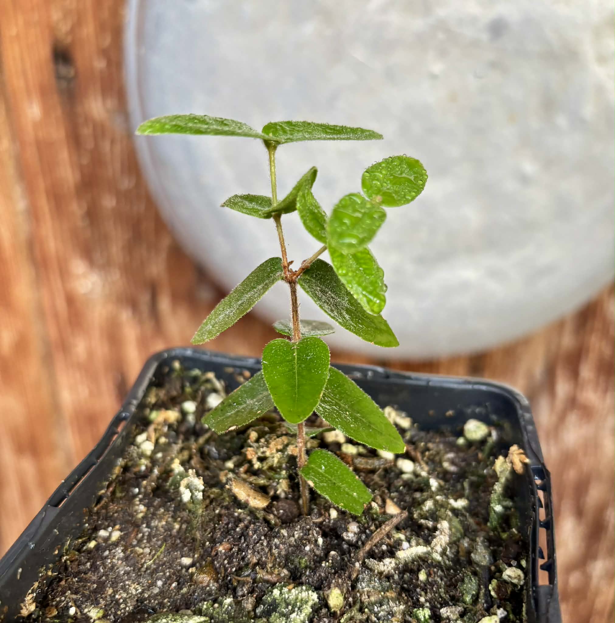 Myrciaria caerulescens (Roxa - Blue Guaquiea) - 1 potted seedling / 1 getopfter Sämling