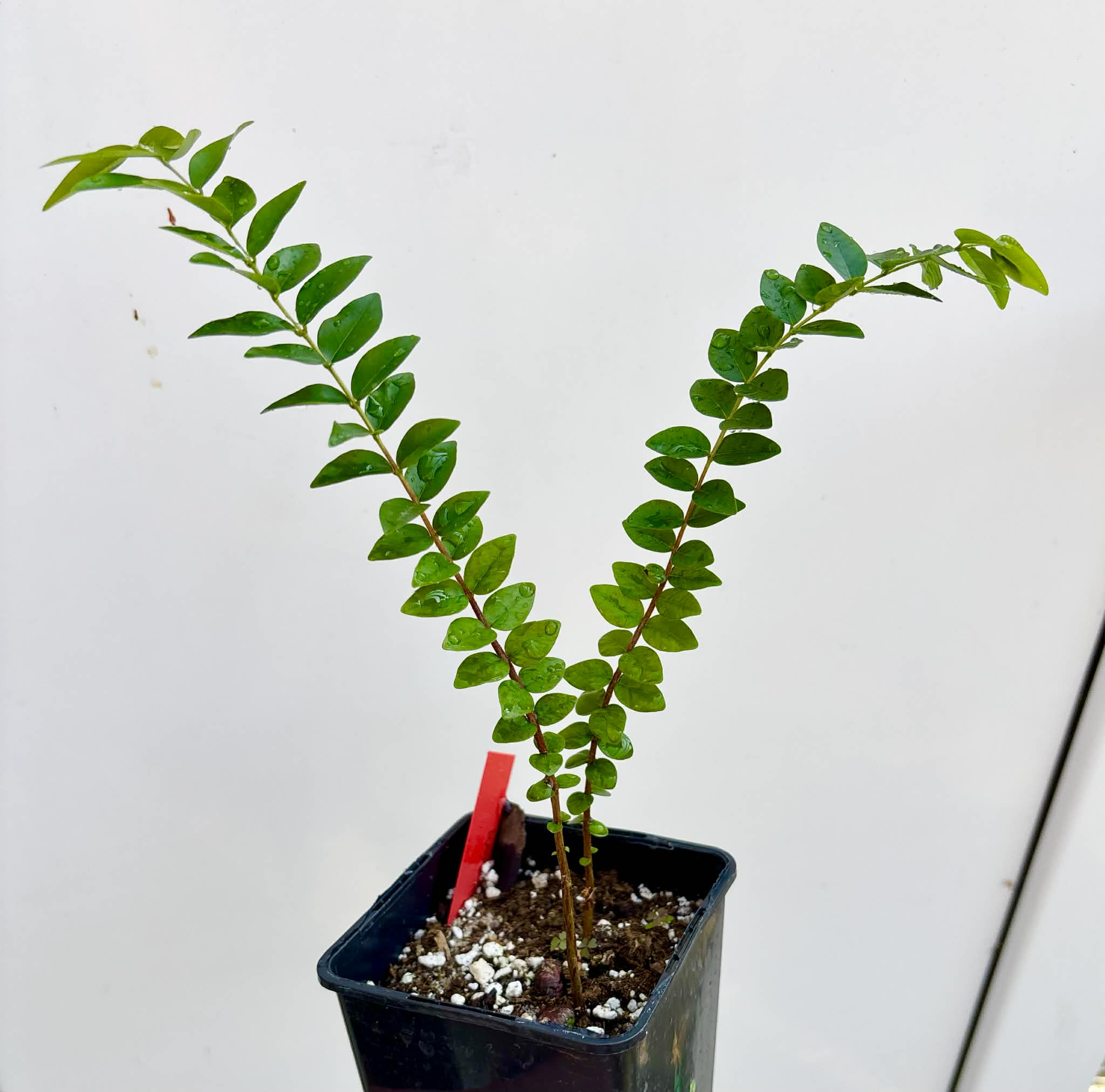 2 in 1 pot - Myrciaria sp Pastora - 2 seedlings in one pot / 2 Sämlinge in einem Topf