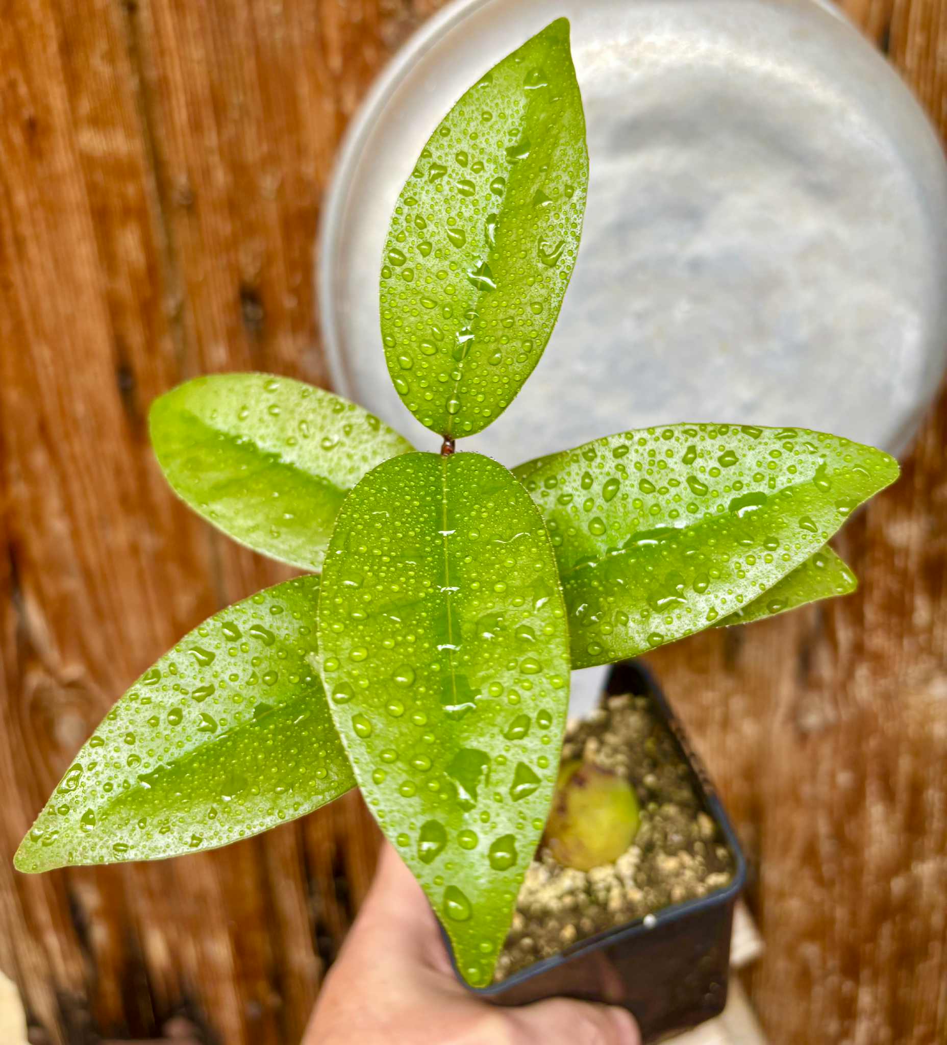 Eugenia sp Maca BIG -  1 potted seedling / 1 getopfter Sämling