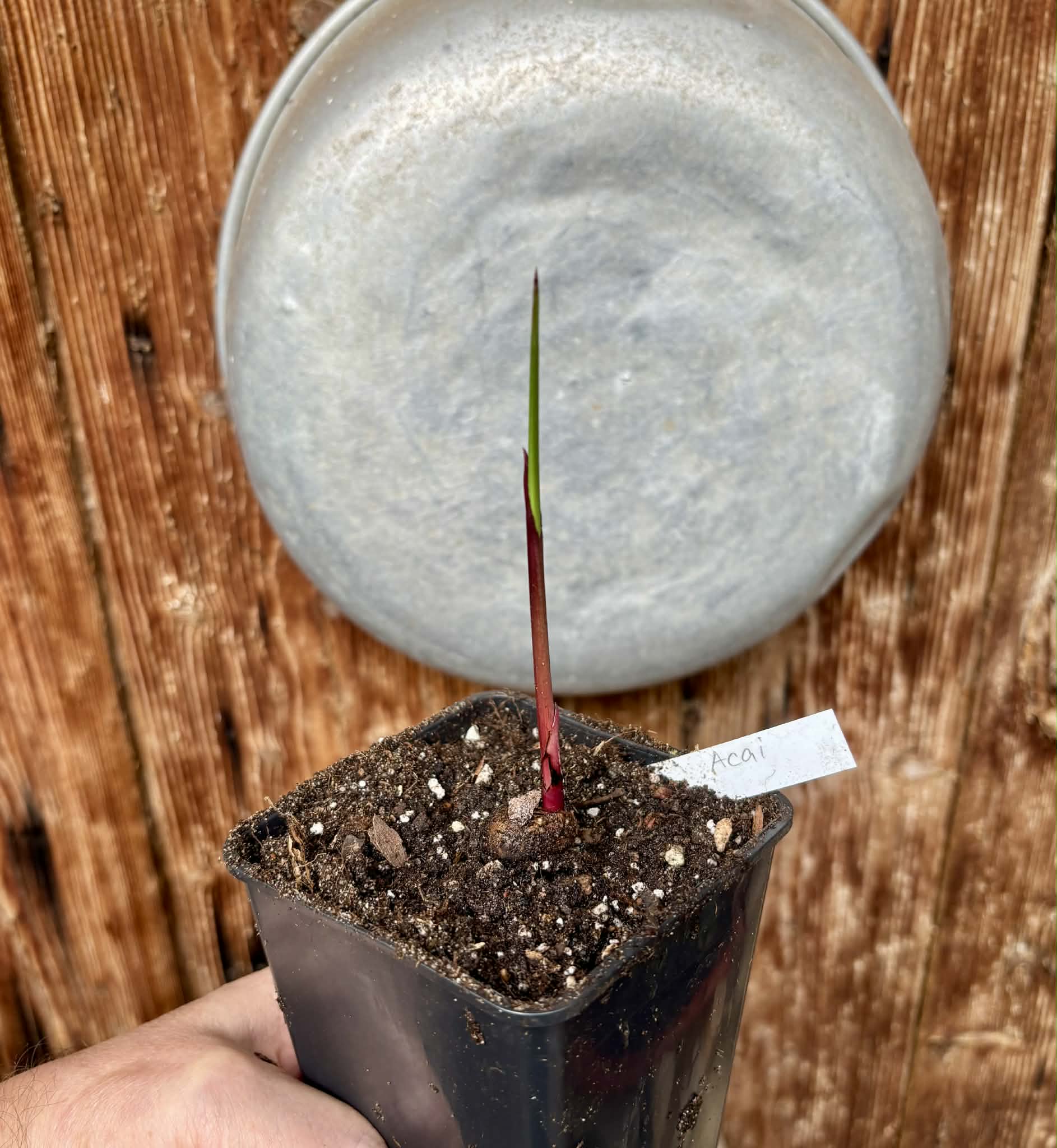 ACAI (Euterpe oleracea) -  1 potted seedling / 1 getopfter Sämling