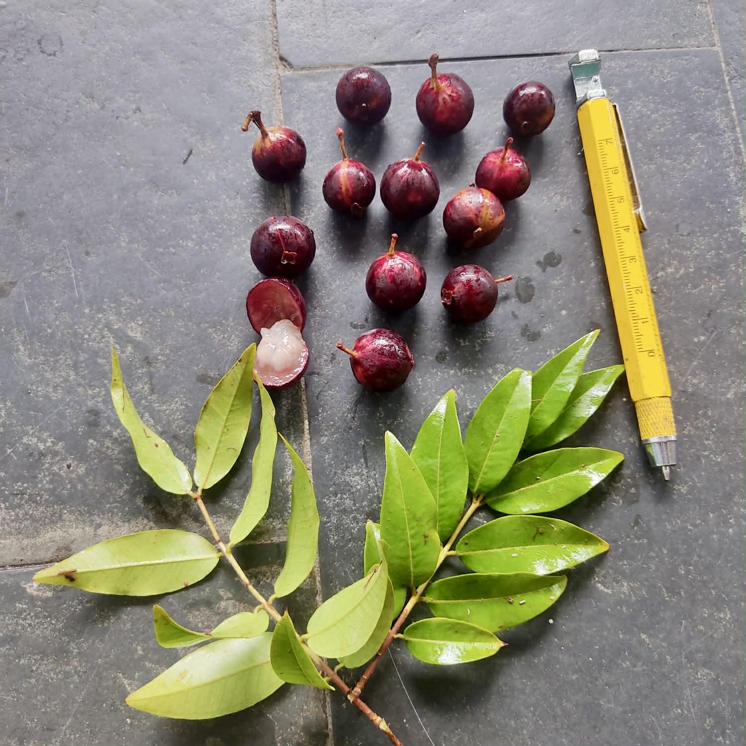 Plinia sp. Pingo de Mel Rajada Maraú -  1 fresh seed / 1 frischer Samen