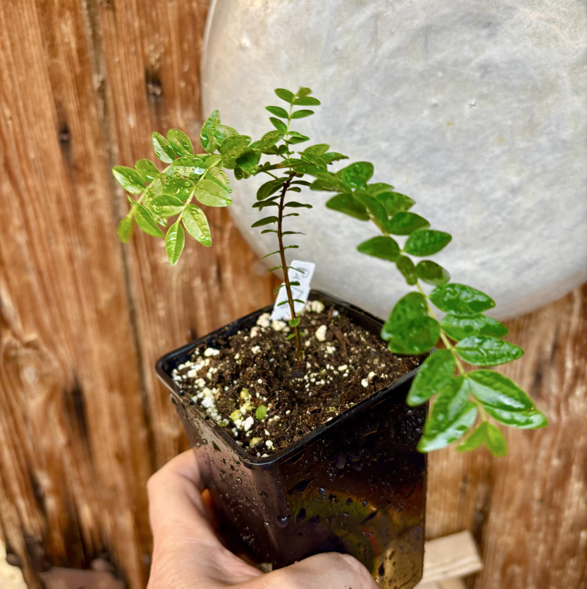 Myrciaria sp Pastora - 1 potted seedling / 1 getopfter Sämling