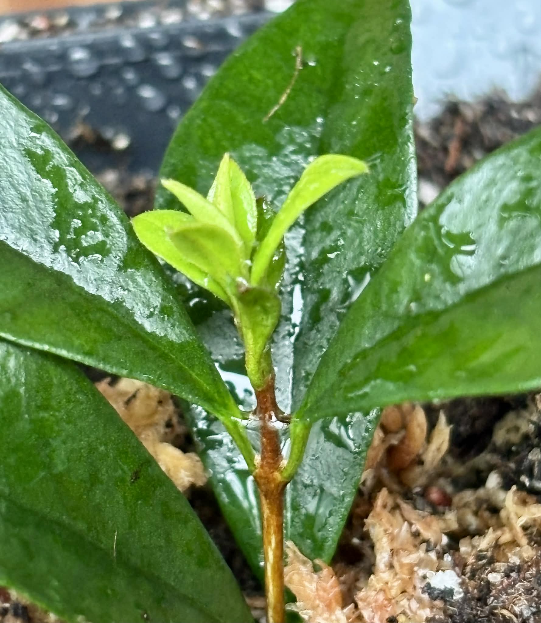rooted cutting from adult plant - Cherry of Anestor (Eugenia involucrata var minutifolia) - 1 potted plant / 1 getopfte Pflanze