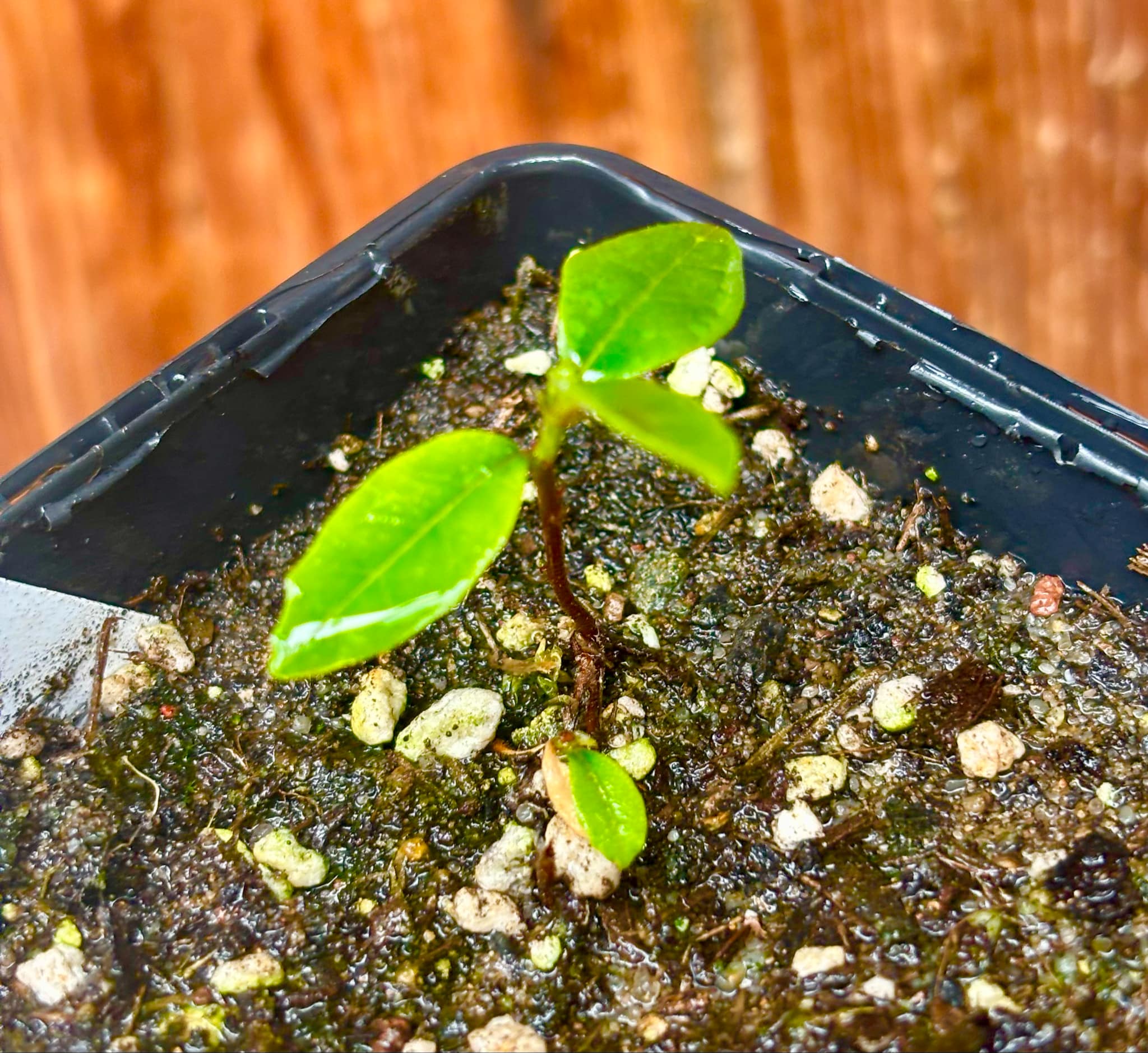 only one available - Artocarpus dadah - 1 small potted seedling / 1 kleiner, getopfter Sämling only one available - Artocarpus dadah - 1 small potted seedling / 1 kleiner, getopfter Sämling
