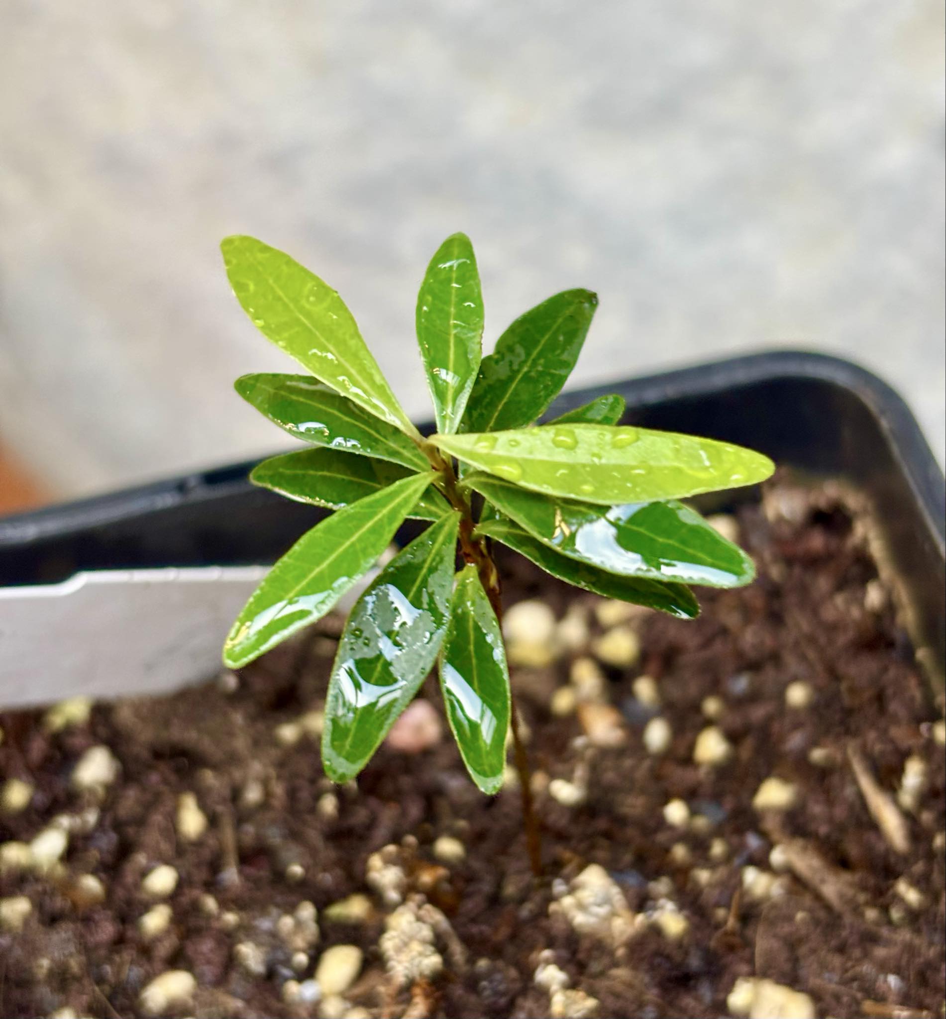  Eugenia axillaris  - White Stopper - 1 small potted seedling / 1 kleiner, getopfter Sämling