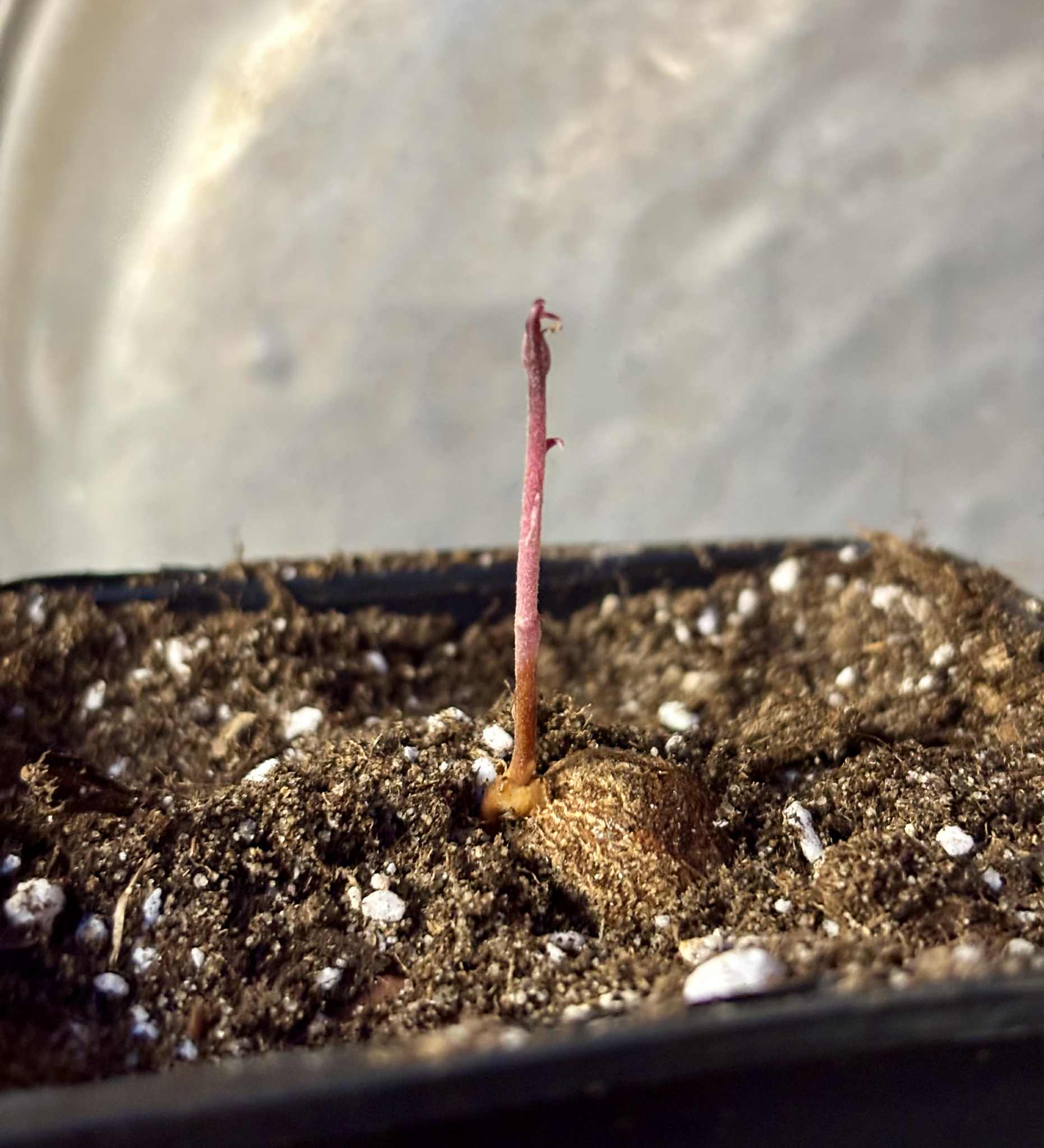 Eugenia sect. pisiformis var. Maruim - 1 potted seedling / 1 getopfter Sämling