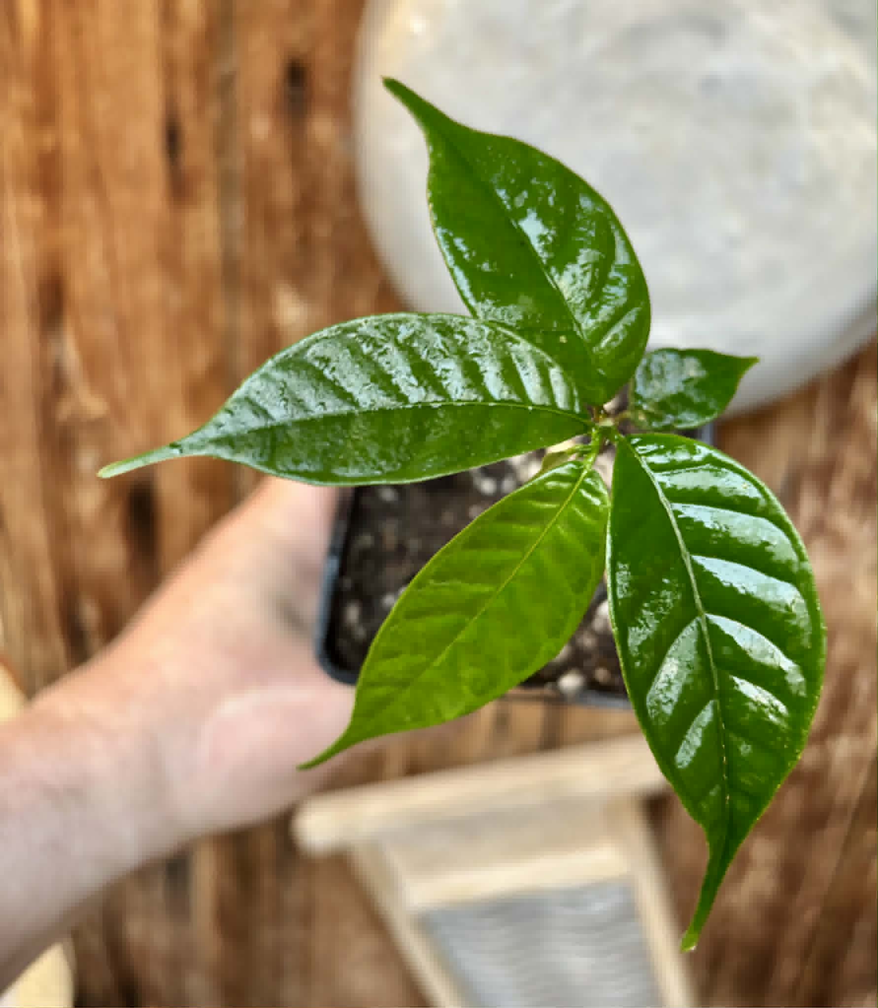 Kesusu (Prainea limpato) - 1 potted seedling / 1 getopfter Sämling