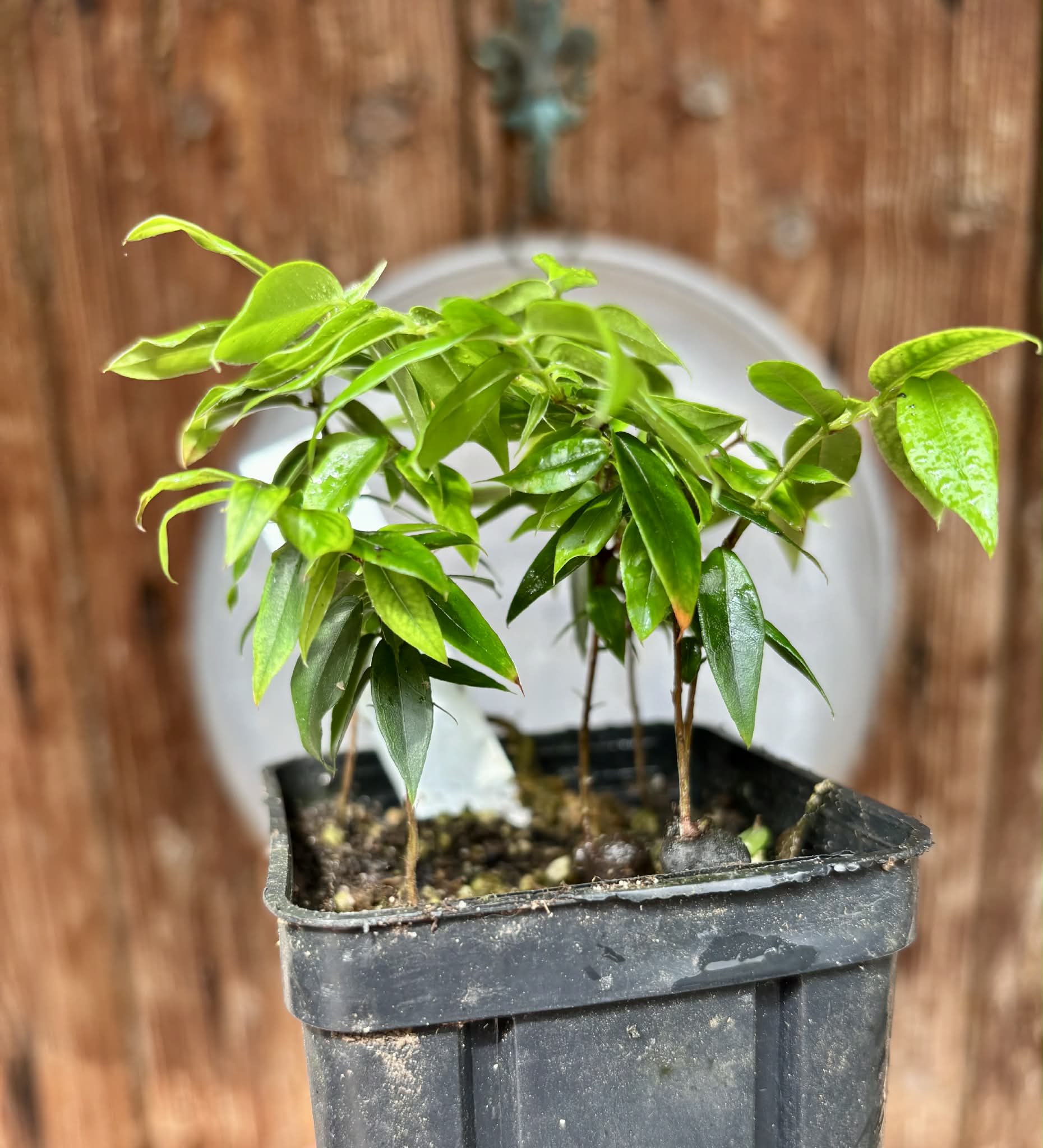 6 in 1 pot - Jaboticaba - Plinia sp Pingo de Mel (Vilela A3) -  6 potted seedlings / 6  getopfte Sämlinge