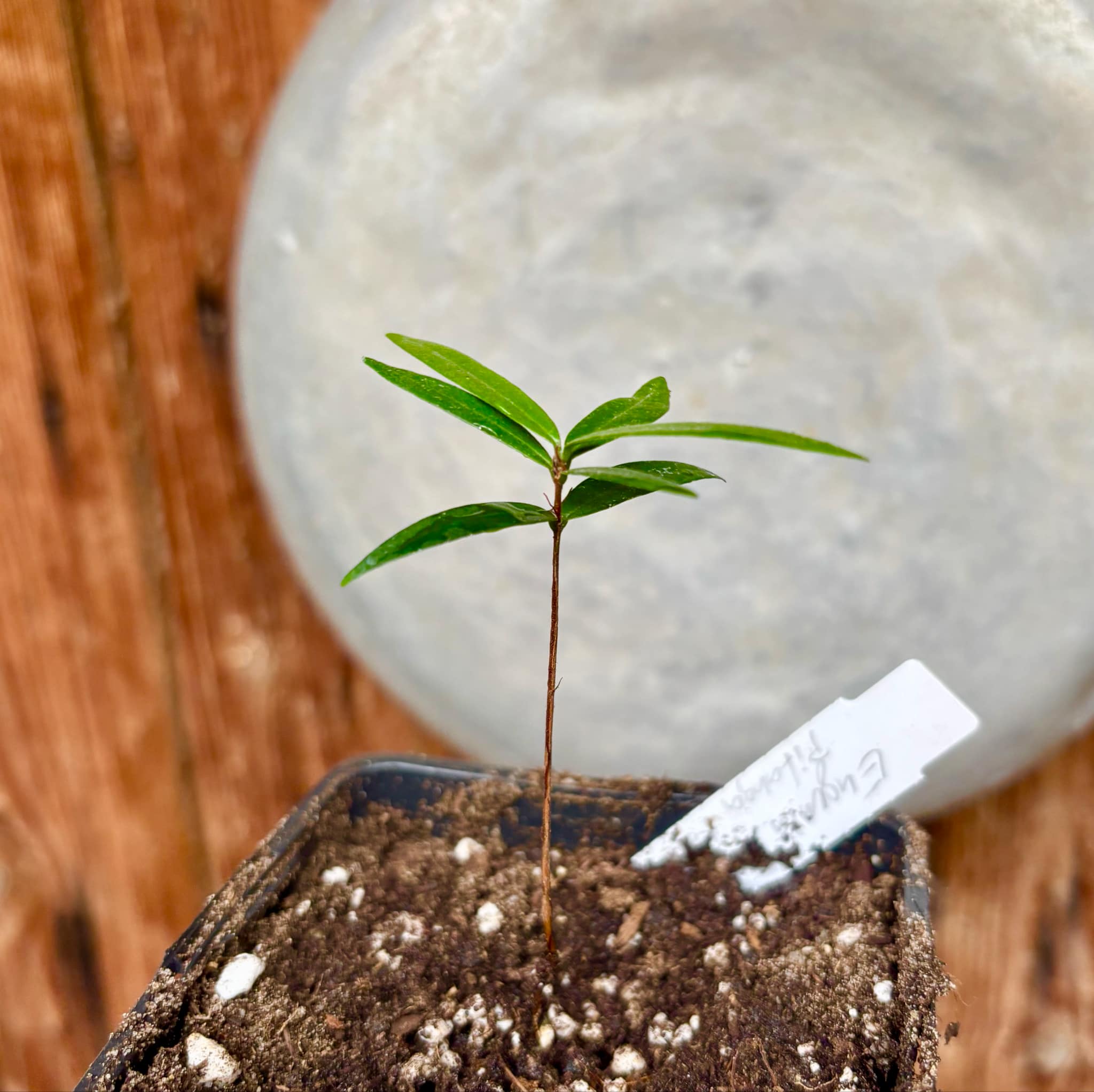 Eugenia sp Pitanga da Restinga -  1 small potted seedling / 1 kleiner, getopfter Sämling