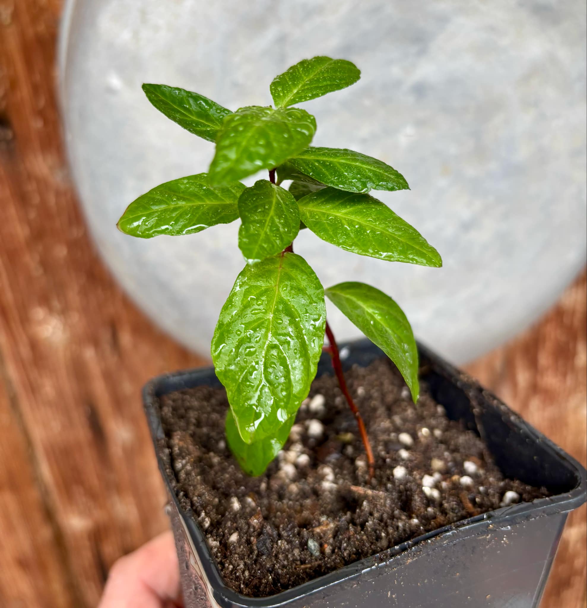Psidium guajava - Red Malaysian Guava - 1 small potted plant / 1 kleine, getopfte Pflanze Psidium guajava - Red Malaysian Guava - 1 small potted plant / 1 kleine, getopfte Pflanze