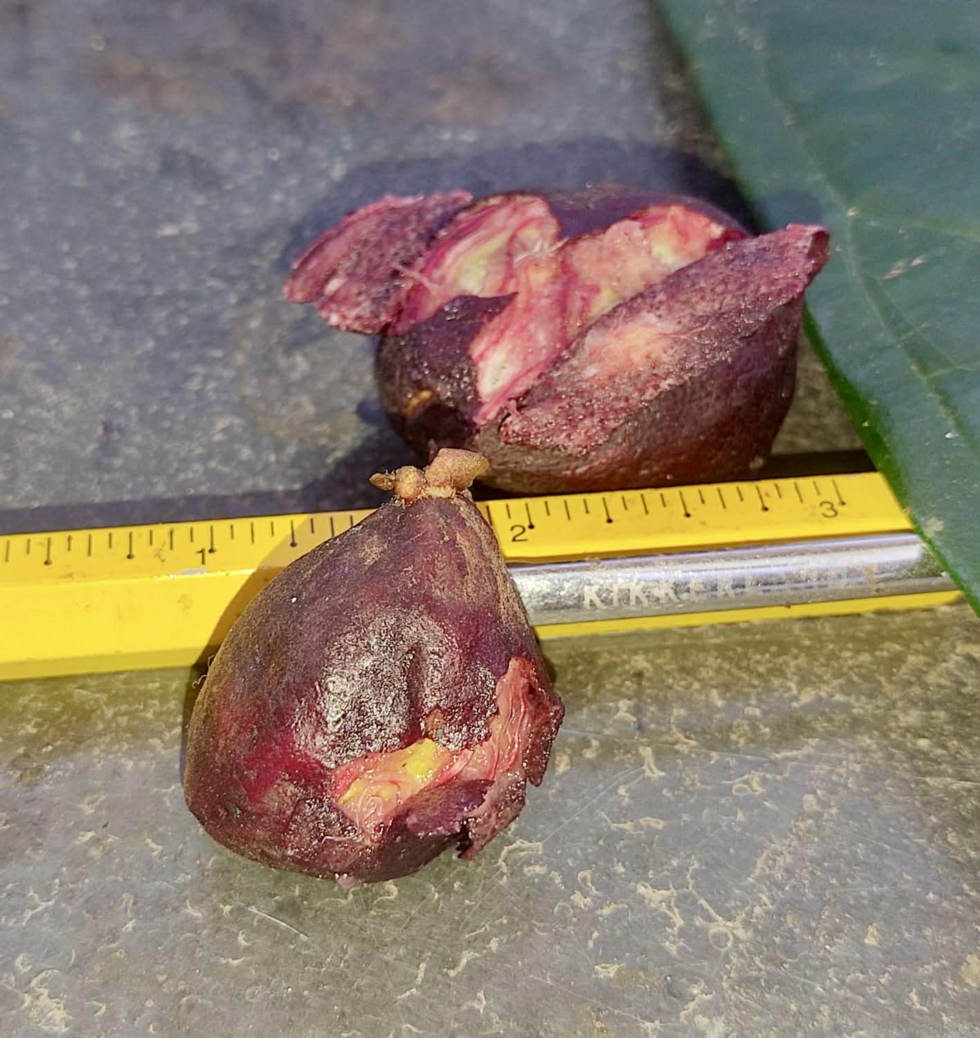 Pre Order - Plinia spiciflora -  1 fresh seed / 1 frischer Samen