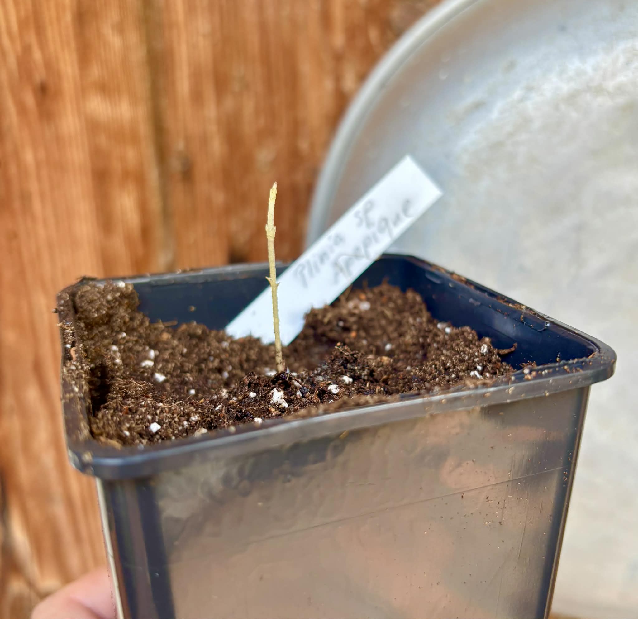 Plinia sp Apepique - 1 potted seedling / 1 getopfter Sämling