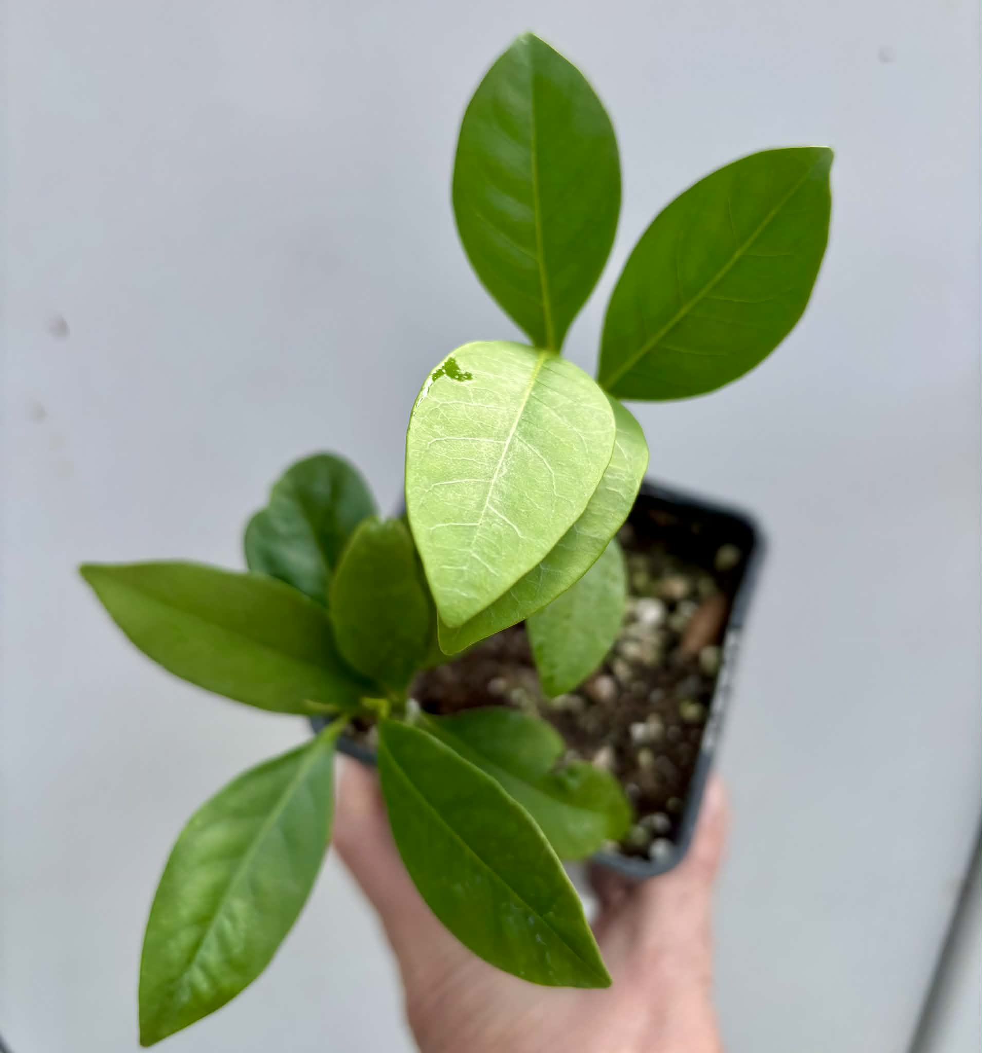 2 in 1 pot - Diospyros nigra - Black Sapote var. Bernecker - 2 seedlings in one pot / 2 Sämlinge in einem Topf