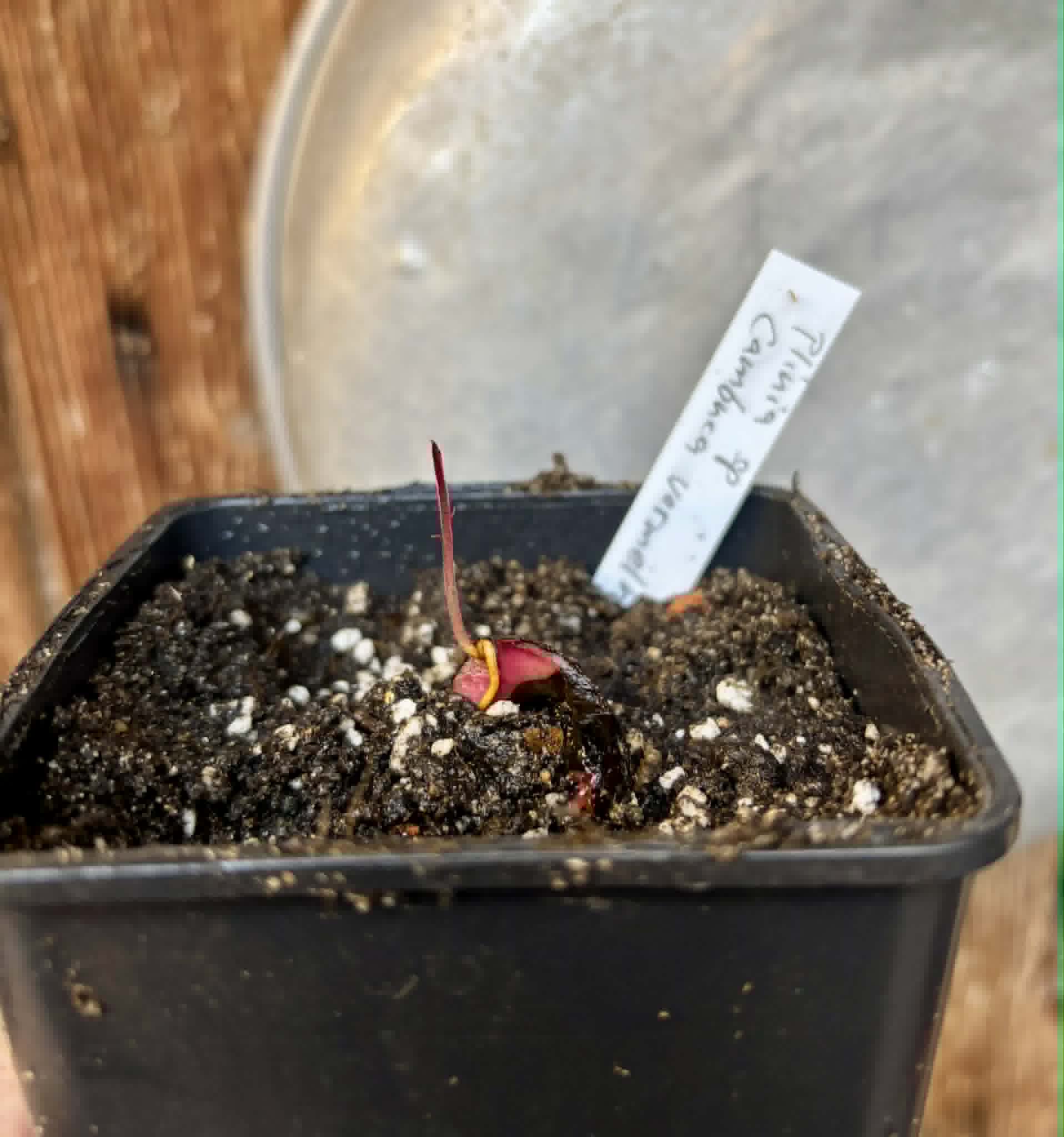 Plinia sp Cambuca vermelha -  1 potted seedling / 1 getopfter Sämling