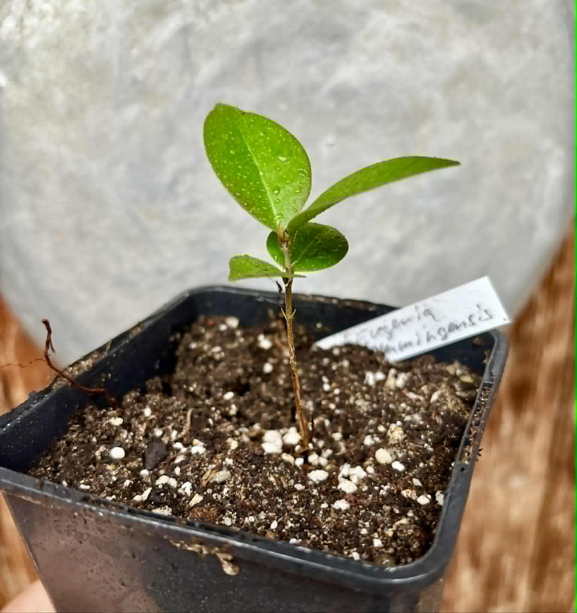 Eugenia flamingensis - 1 potted seedling / 1 getopfter Sämling