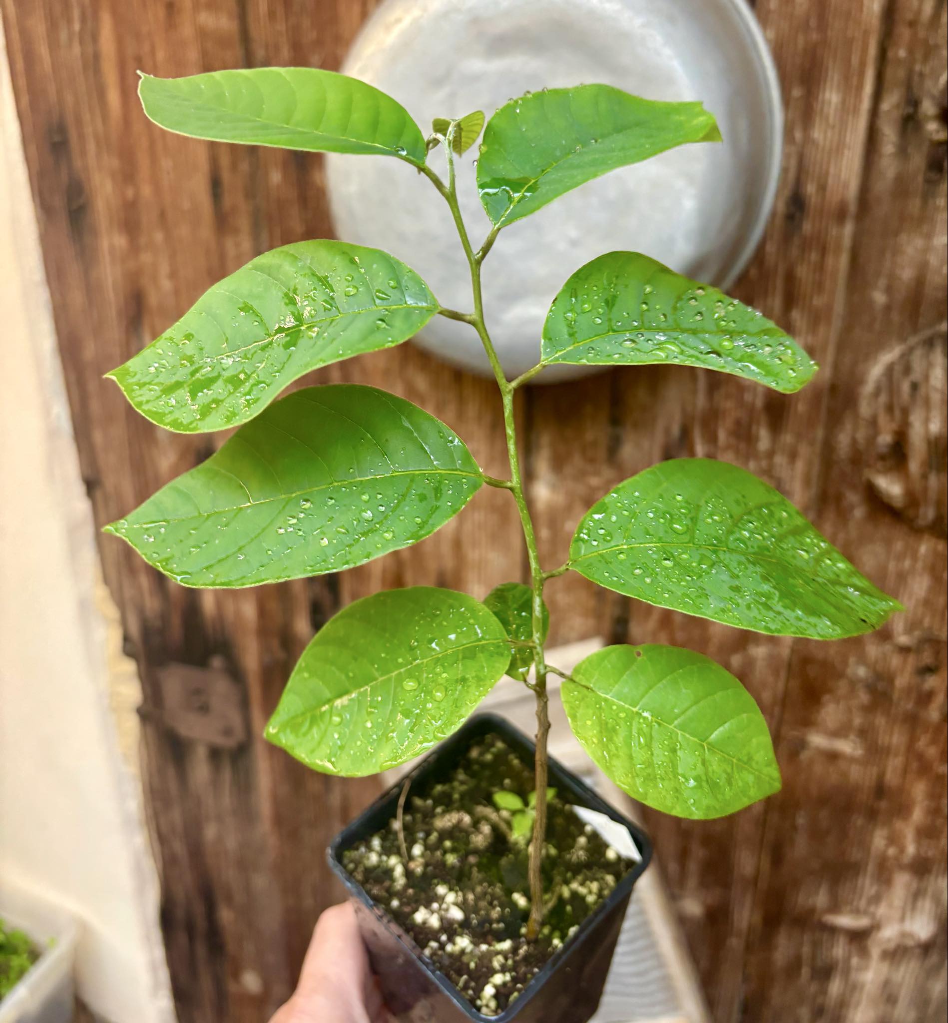 Cherimoya var. Fino de Jete (Annona cherimola) - 1 potted plant / 1 getopfte Pflanze