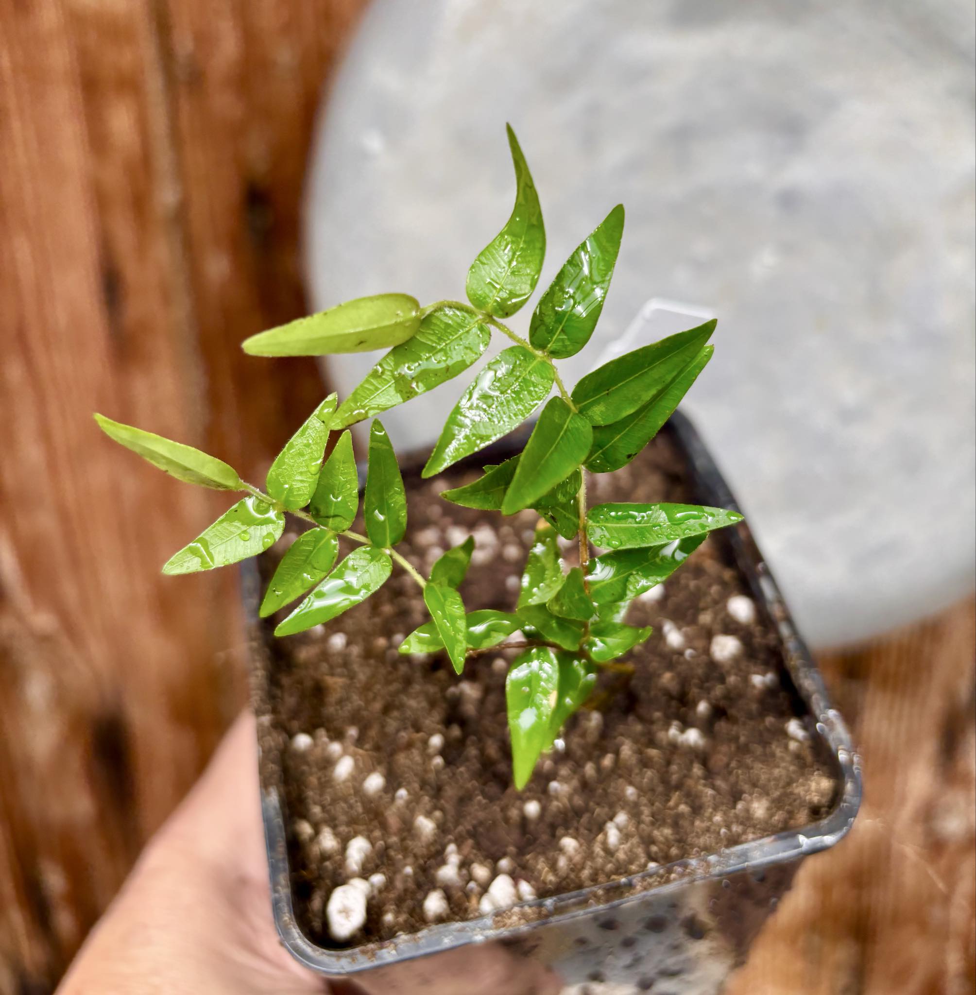 Myrciaria cuspidata BLACK - 1 potted seedling / 1 getopfter Sämling Myrciaria cuspidata BLACK - 1 potted seedling / 1 getopfter Sämling