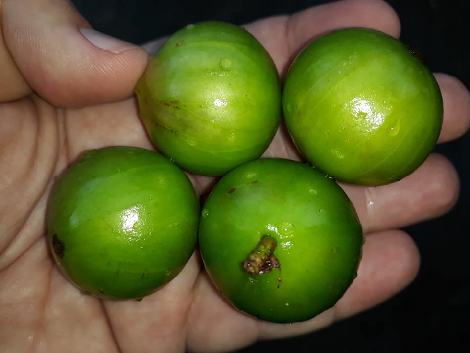 Plinia aureana - Rare exotic plant - Seltene exotische Pflanze