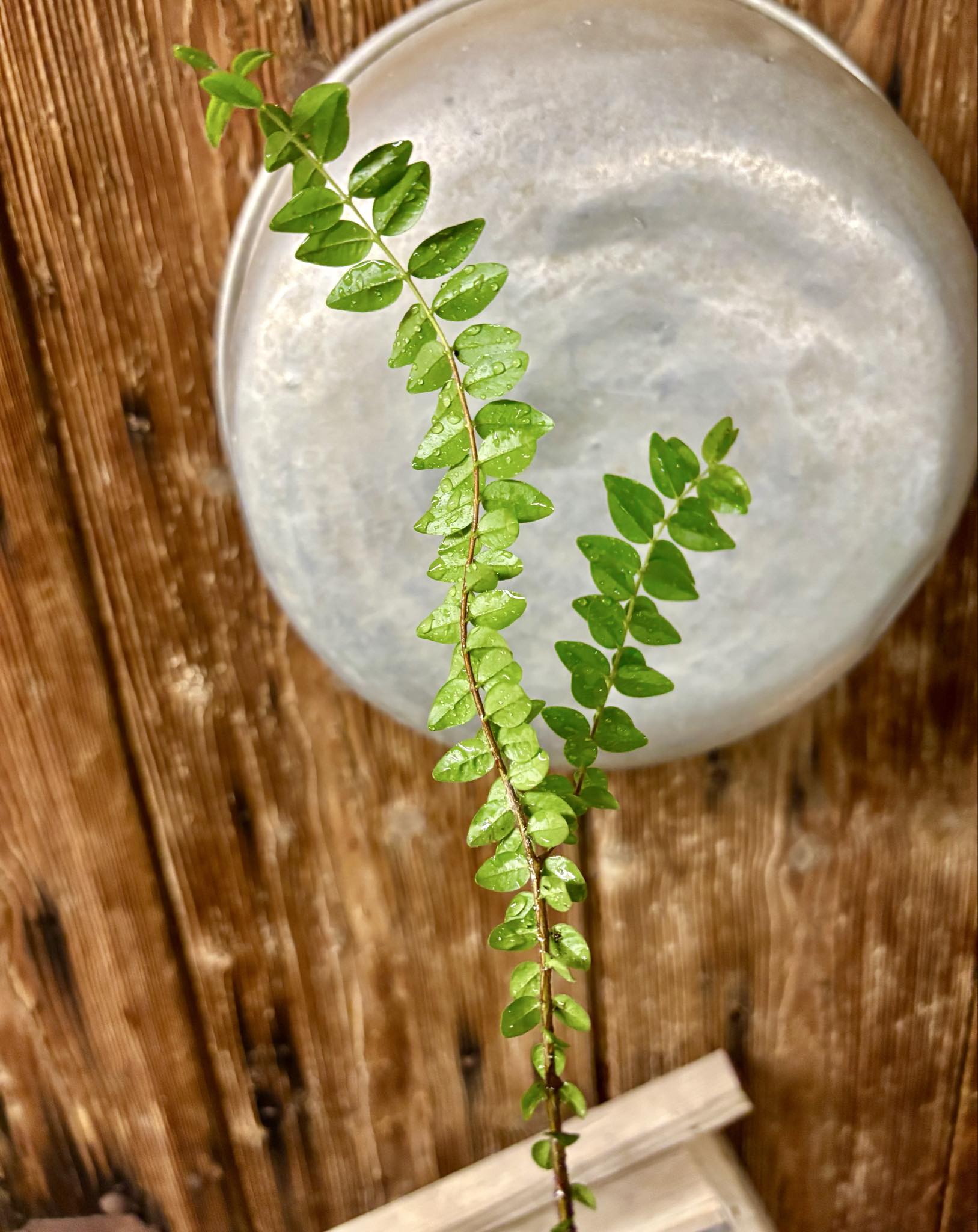 Myrciaria sp Pastora - 1 potted seedling / 1 getopfter Sämling