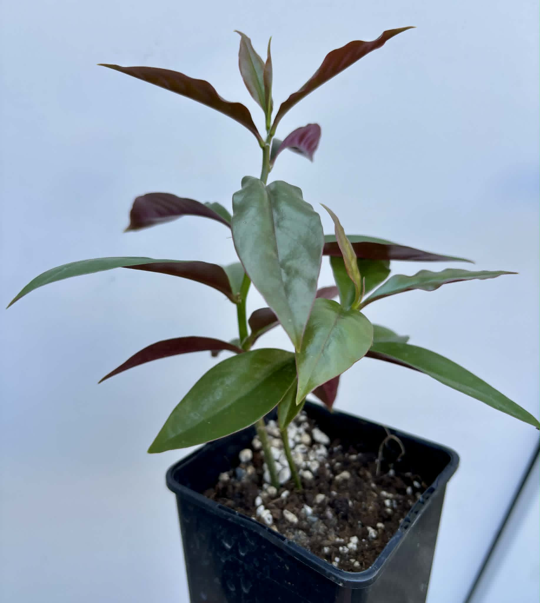 Barbados Gooseberry - Pereskia aculeata- 1 potted plant / 1 getopfte Pflanze 