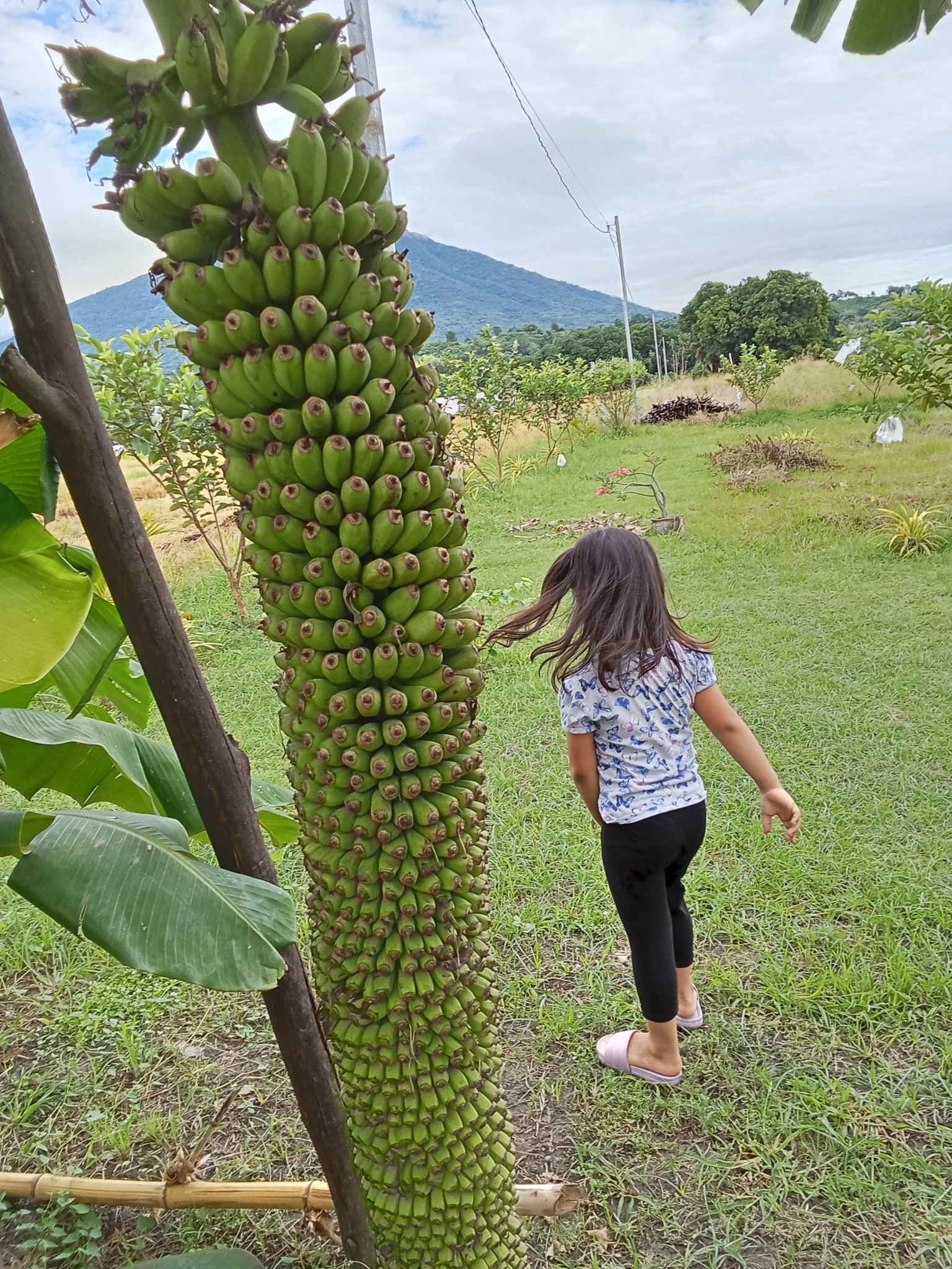 1000 Finger Banana (Musa chiliocarpa) - 1 potted plant / 1 getopfte Pflanze