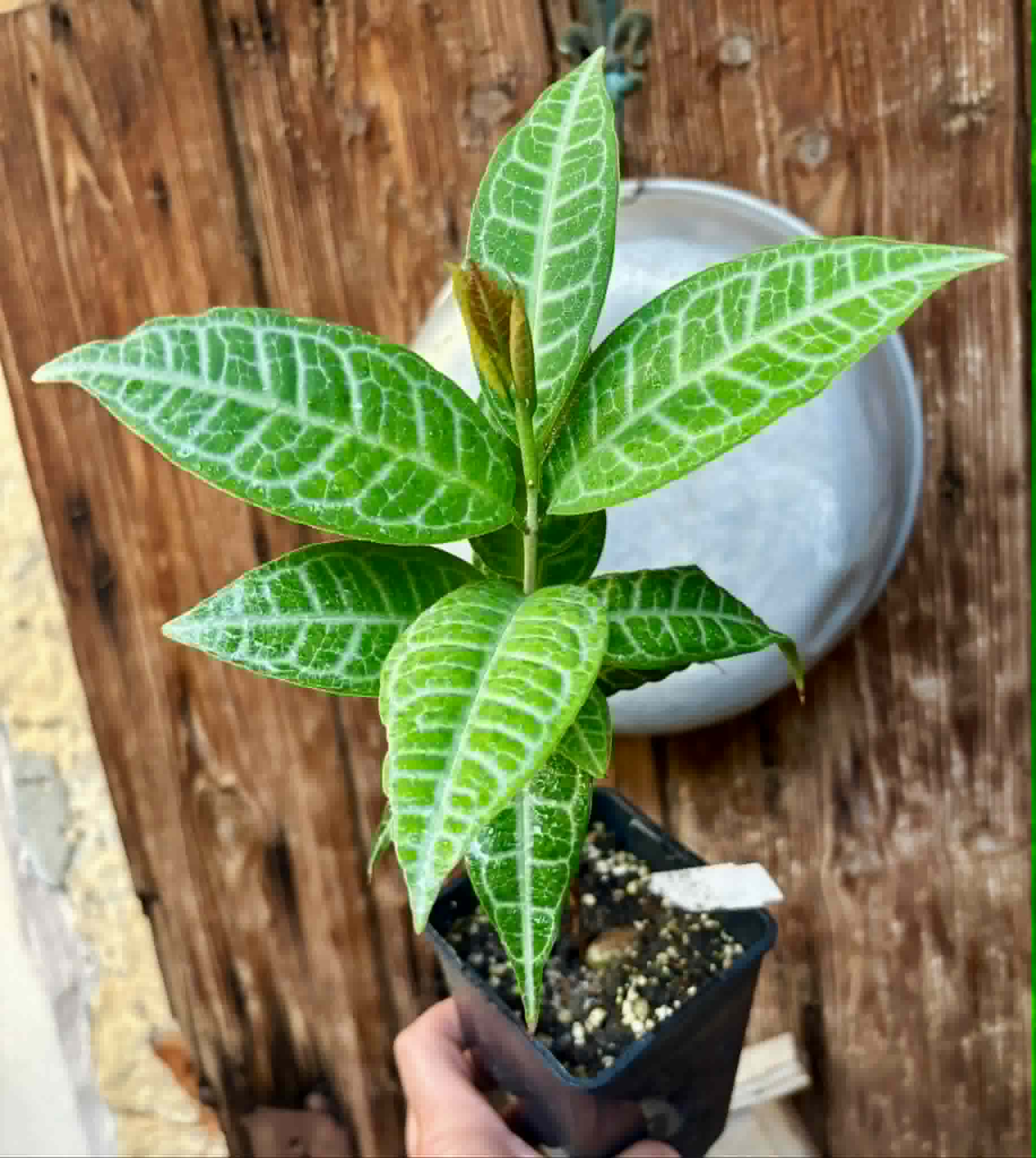 Eugenia sp Labisia -  1 potted plant / 1 getopfte Pflanze