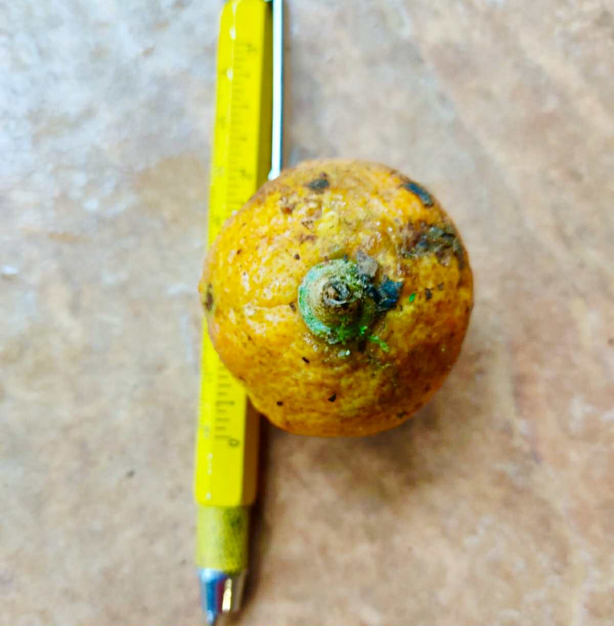 Eugenia sp Terebinthina - 1 germinated seed / 1 gekeimter Samen Eugenia sp Terebinthina - 1 germinated seed / 1 gekeimter Samen