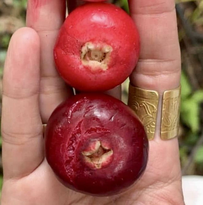 Hagis (Syzygium tripinnatum) - 1 germinated seed / 1 gekeimter Samen