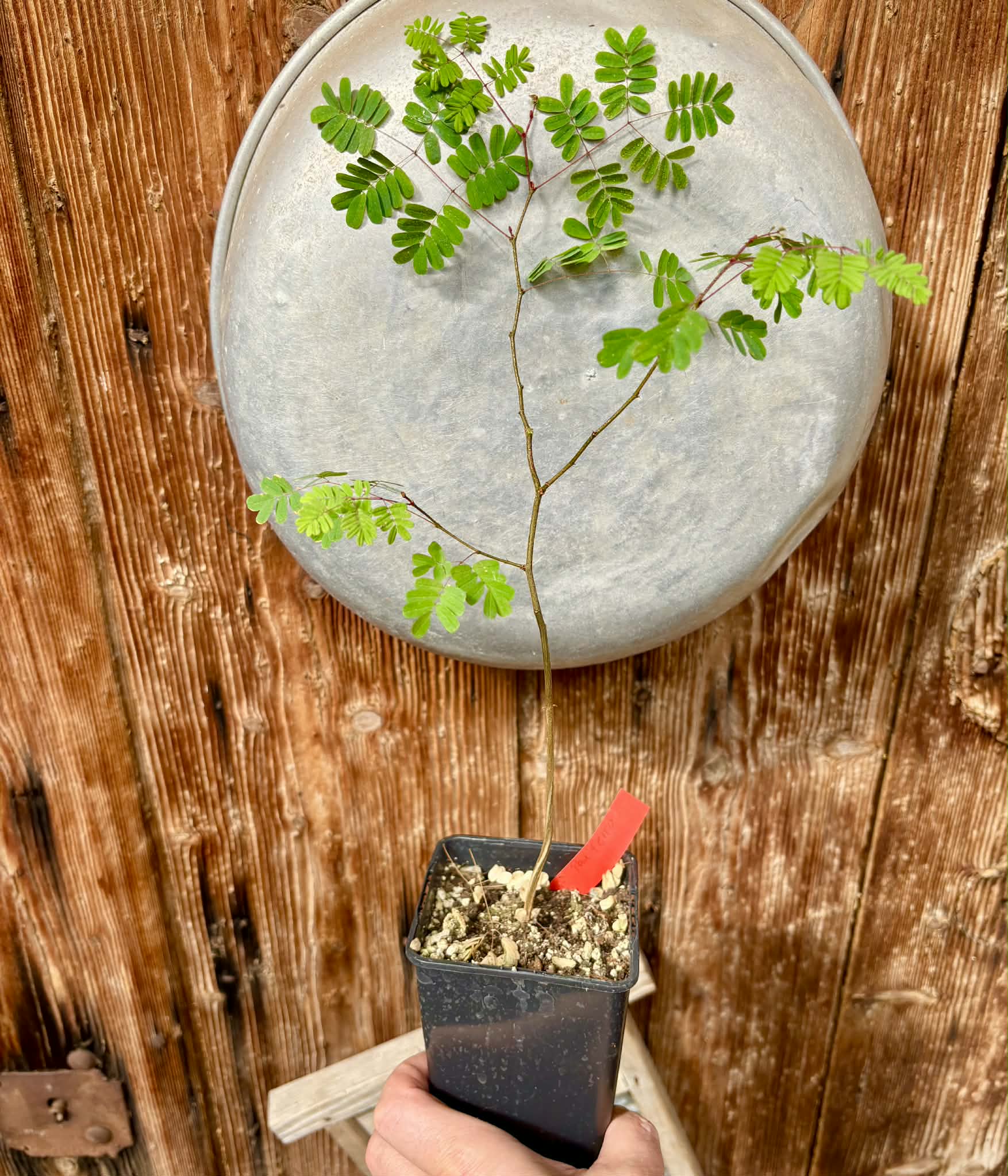 Libidibia ferrea / Brazilian Pau Ferro (Ironwood) -  1 potted plant / 1 getopfte Pflanze