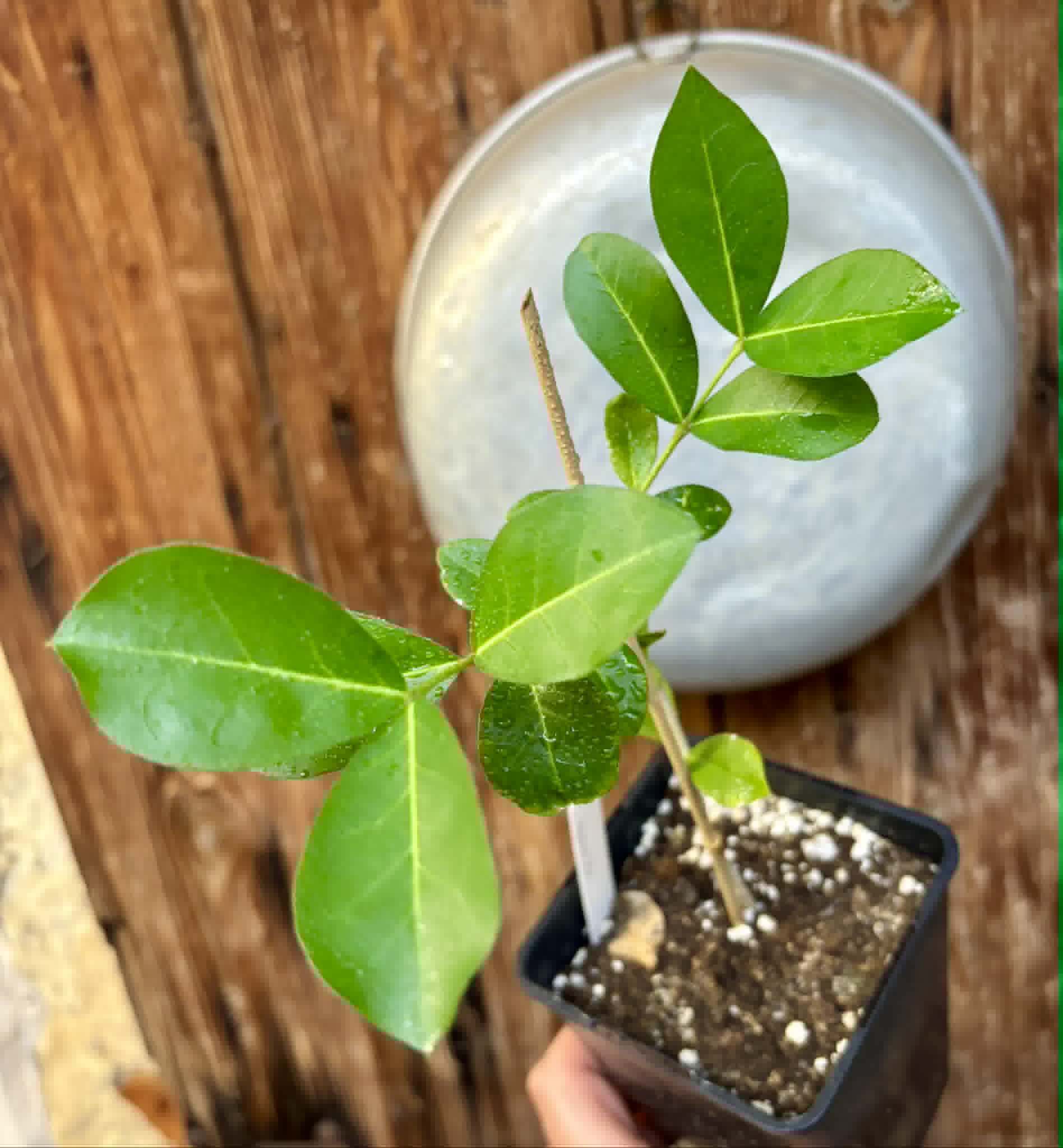 Acerola (Malpighia glabra) - 1 potted seedling / 1 getopfter Sämling