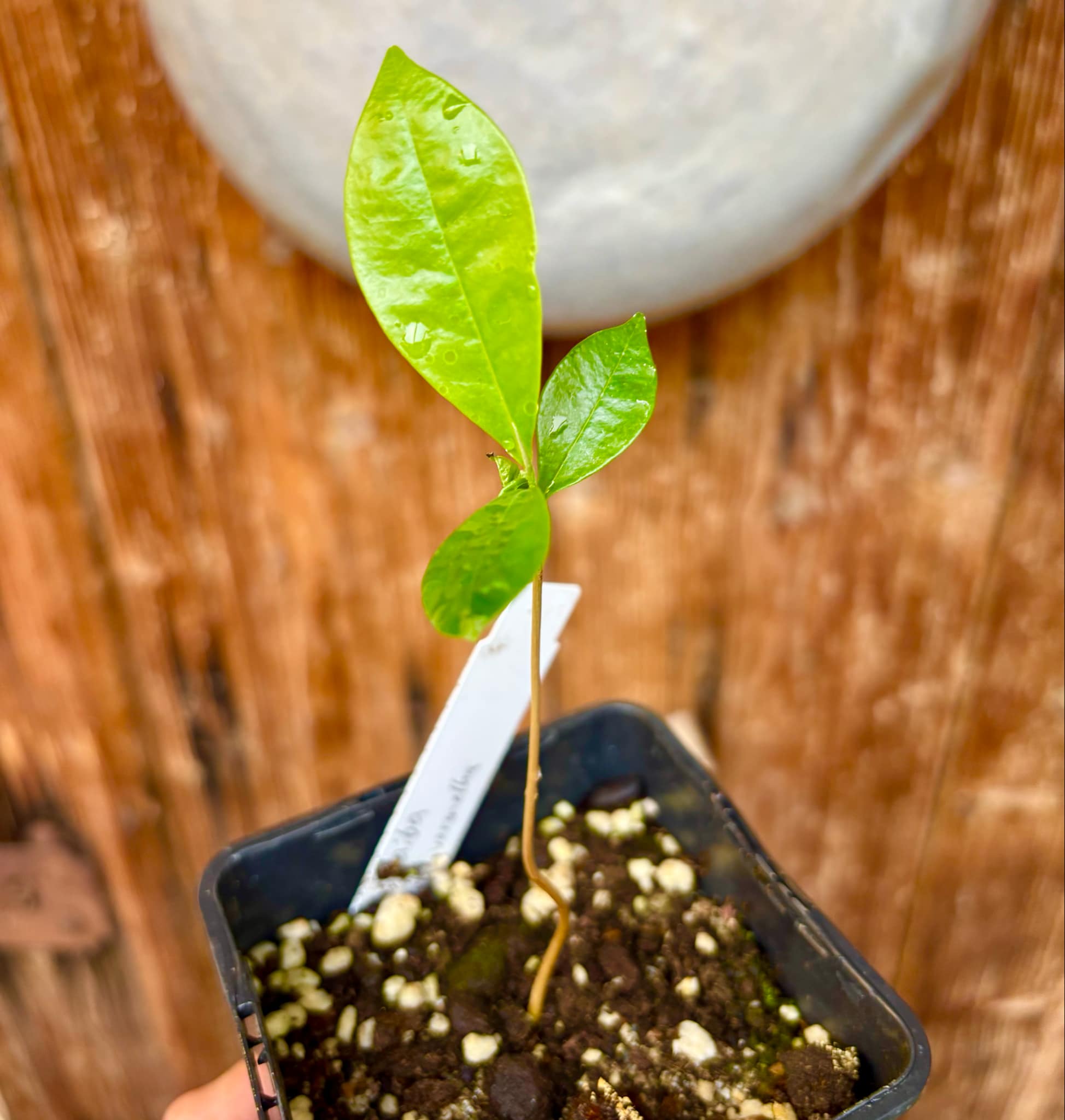 Duguetia aff. lanceolata - Pindauva Roxa -   1 potted plant / 1 getopfte Pflanze