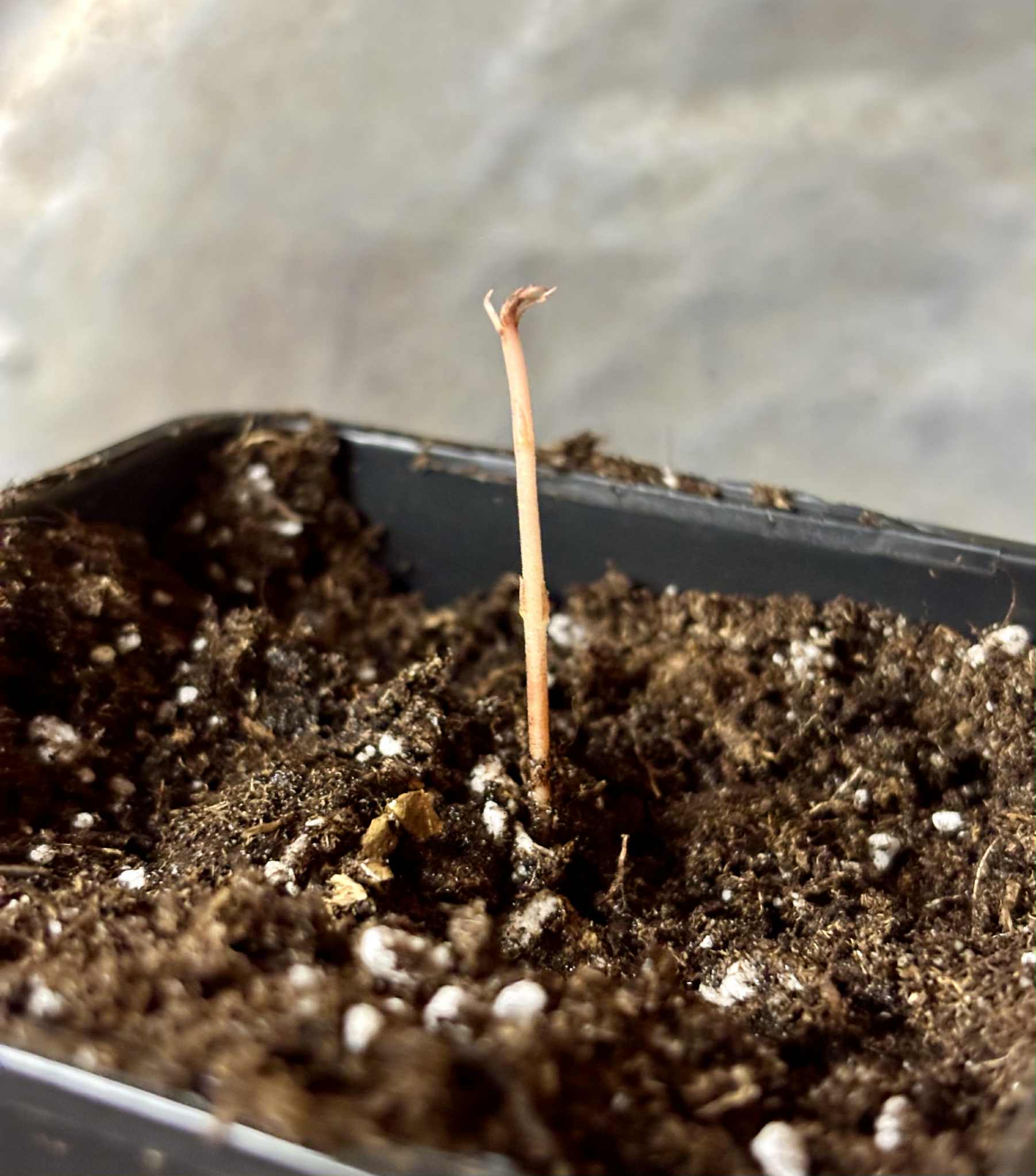 Eugenia sp Ametista - 1 potted seedling / 1 getopfter Sämling