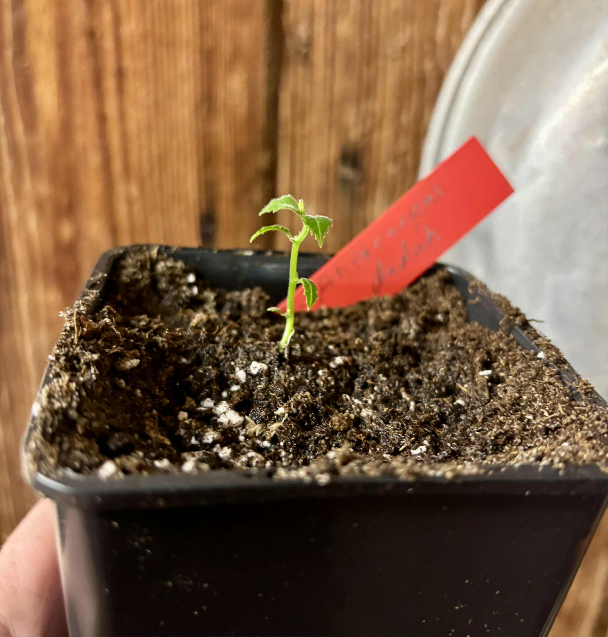 Artocarpus dadah - 1 potted seedling / 1 getopfter Sämling