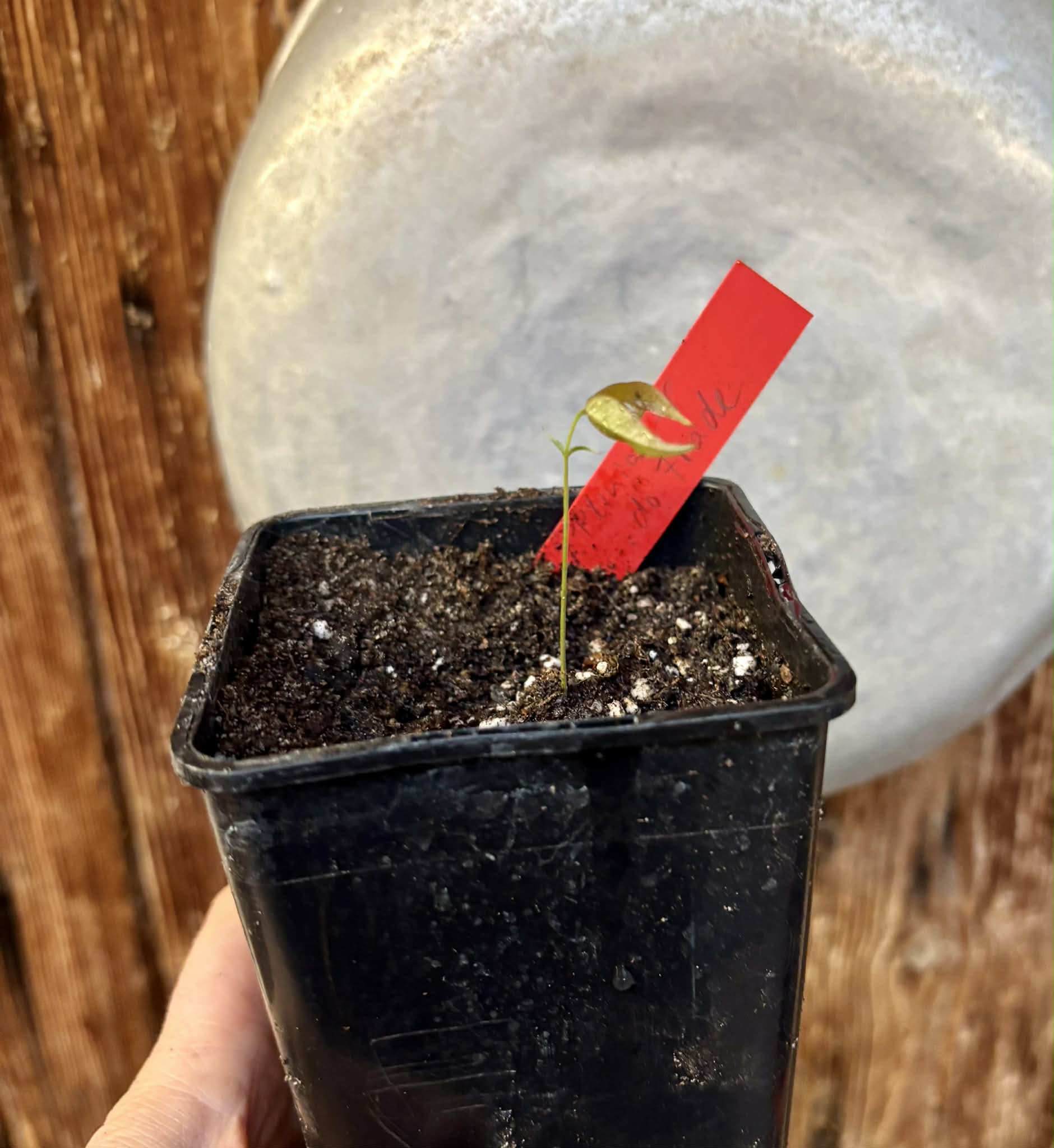 Plinia sp. do Frade - 1 potted seedling / 1 getopfter Sämling