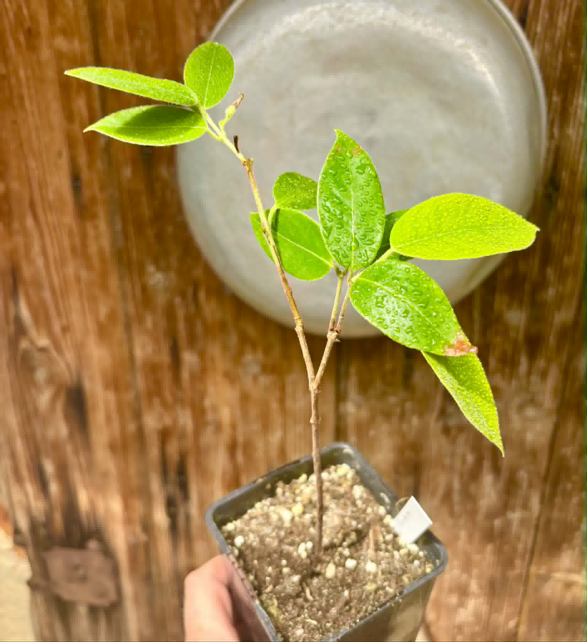 Cambuca (Plinia edulis) - 1 potted plant / 1 getopfte Pflanze