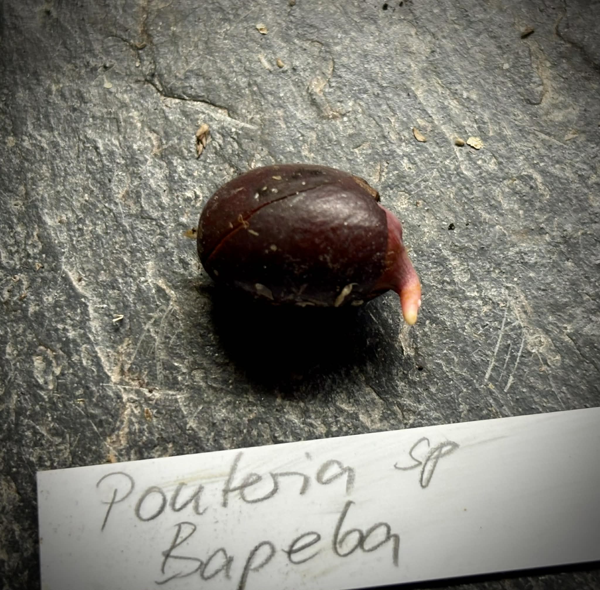 Pouteria sp. Bapeba -  1 germinated seed / 1 gekeimter Samen