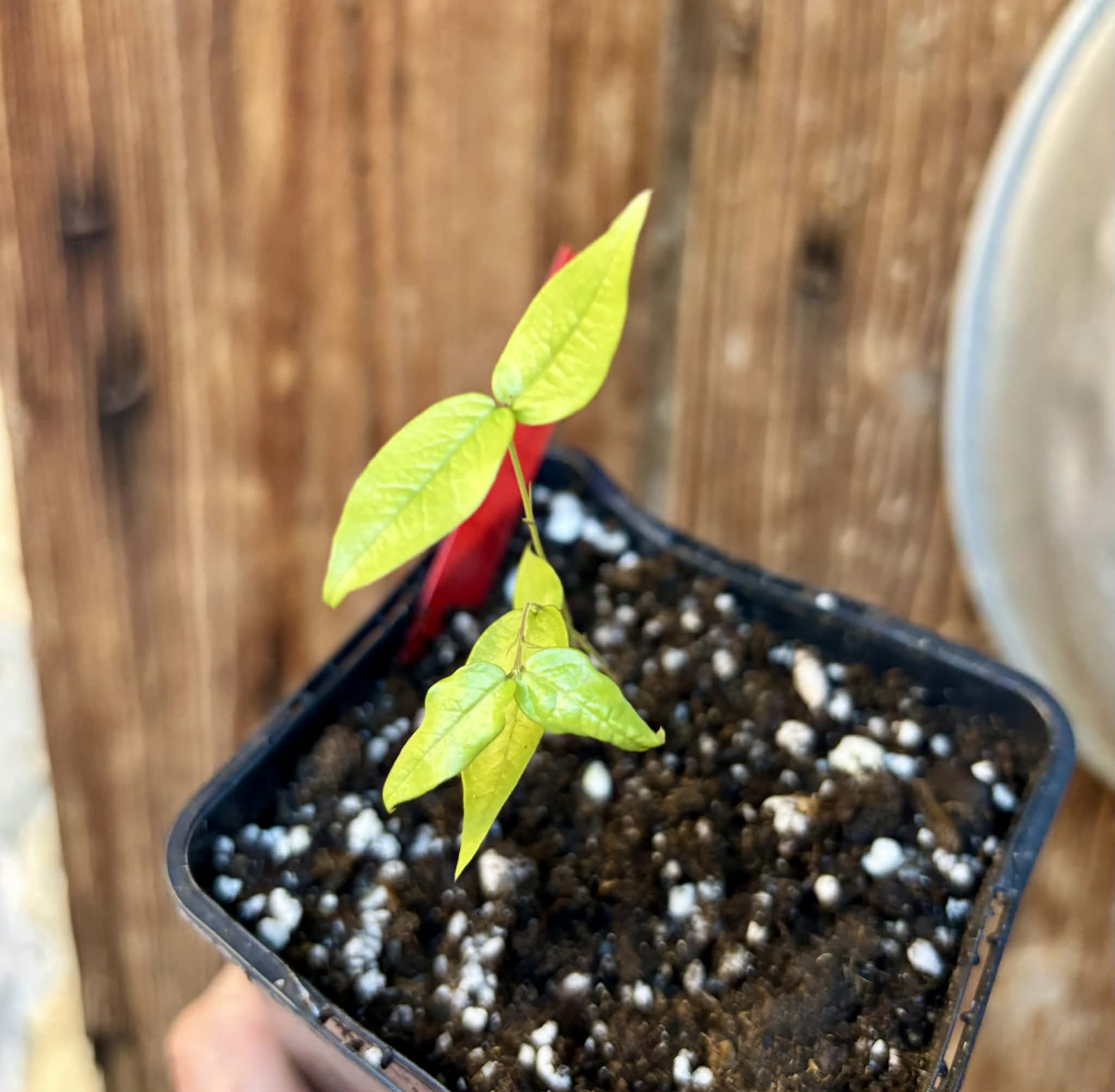 Plinia sp. do Frade - 1 potted seedling / 1 getopfter Sämling