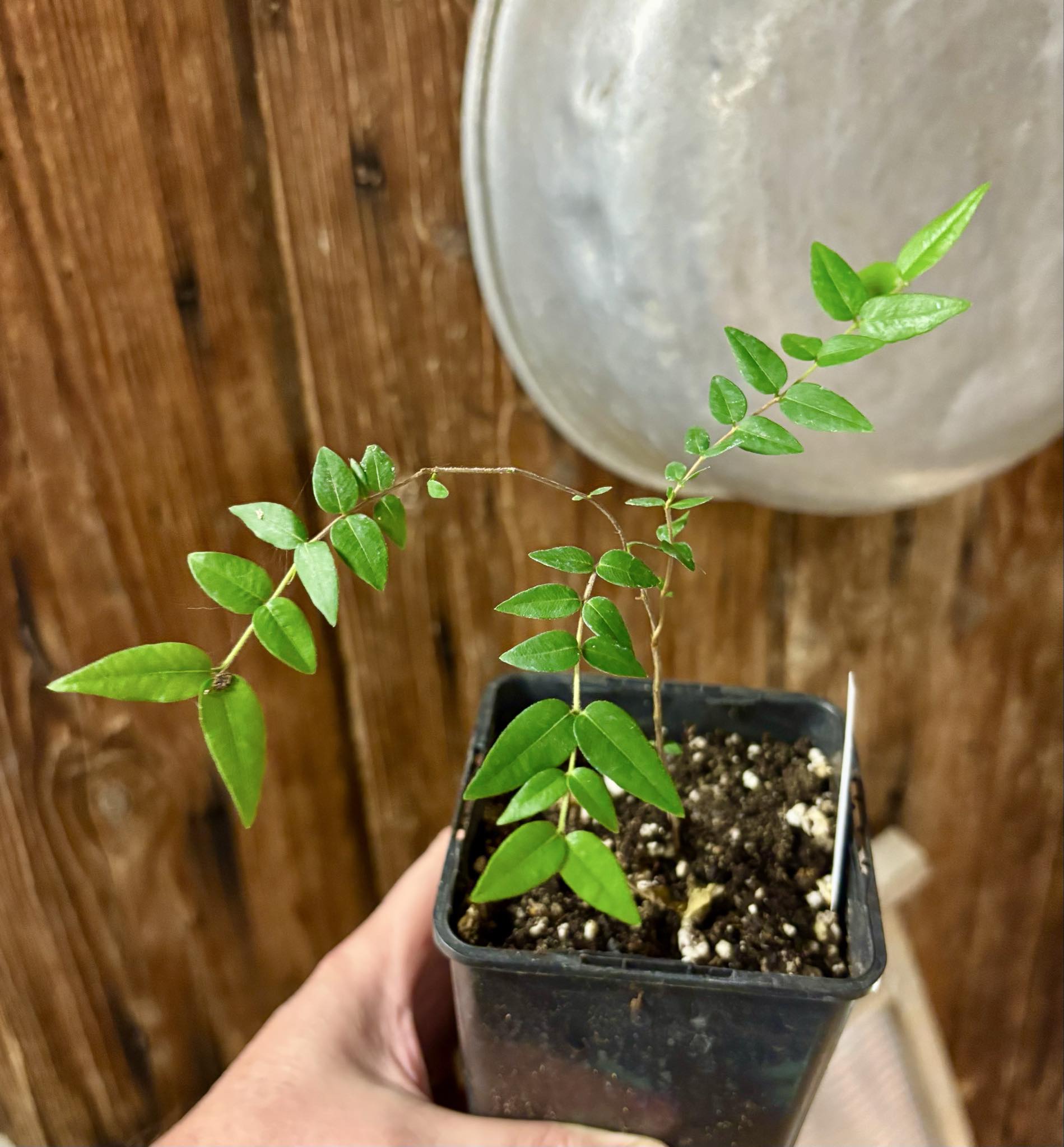 Myrciaria cuspidata BLACK - 1 potted seedling / 1 getopfter Sämling