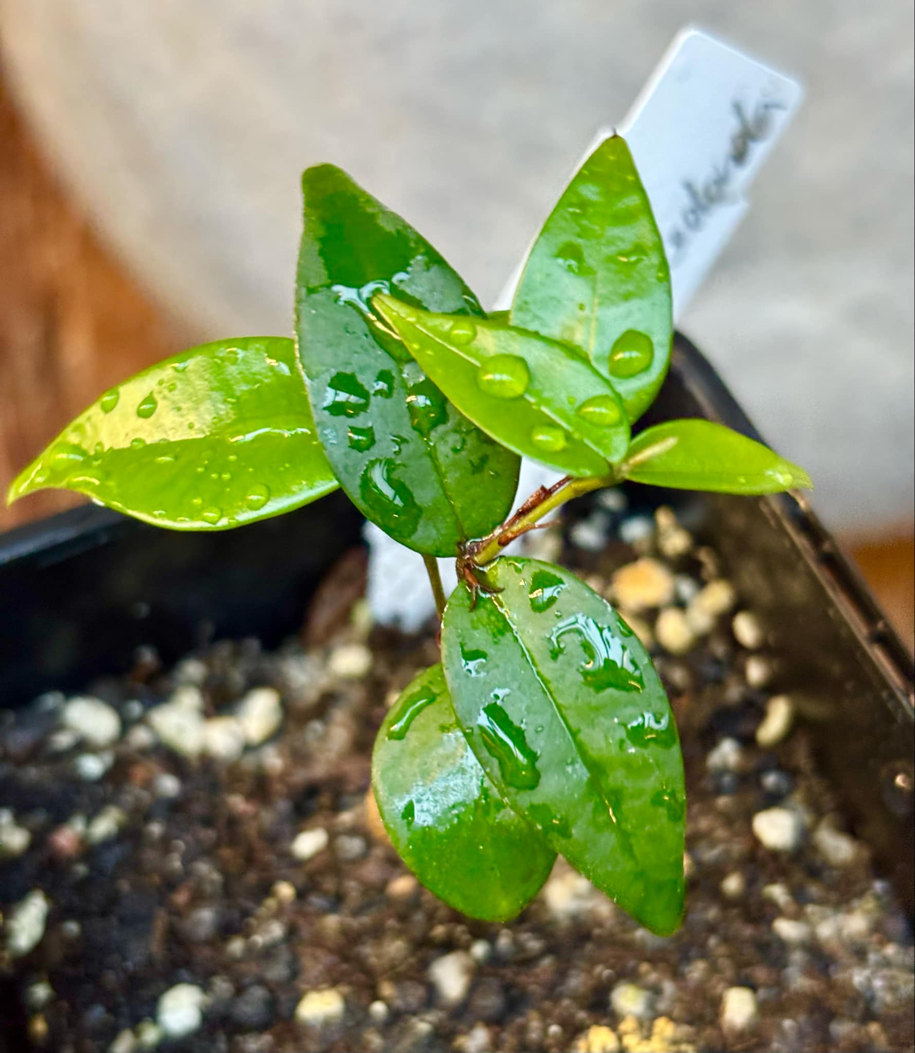 Eugenia sp Amarela Redonda - 1 small potted seedling / 1 kleiner, getopfter Sämling