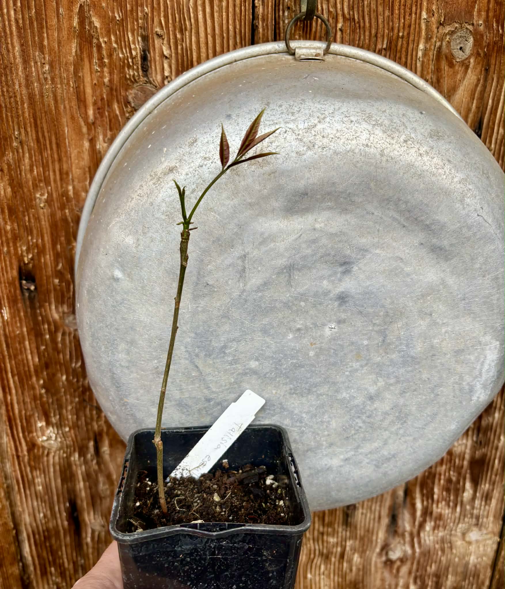 Talisia esculenta - Pitomba do Nordeste - 1 potted seedling / 1 getopfter Sämling