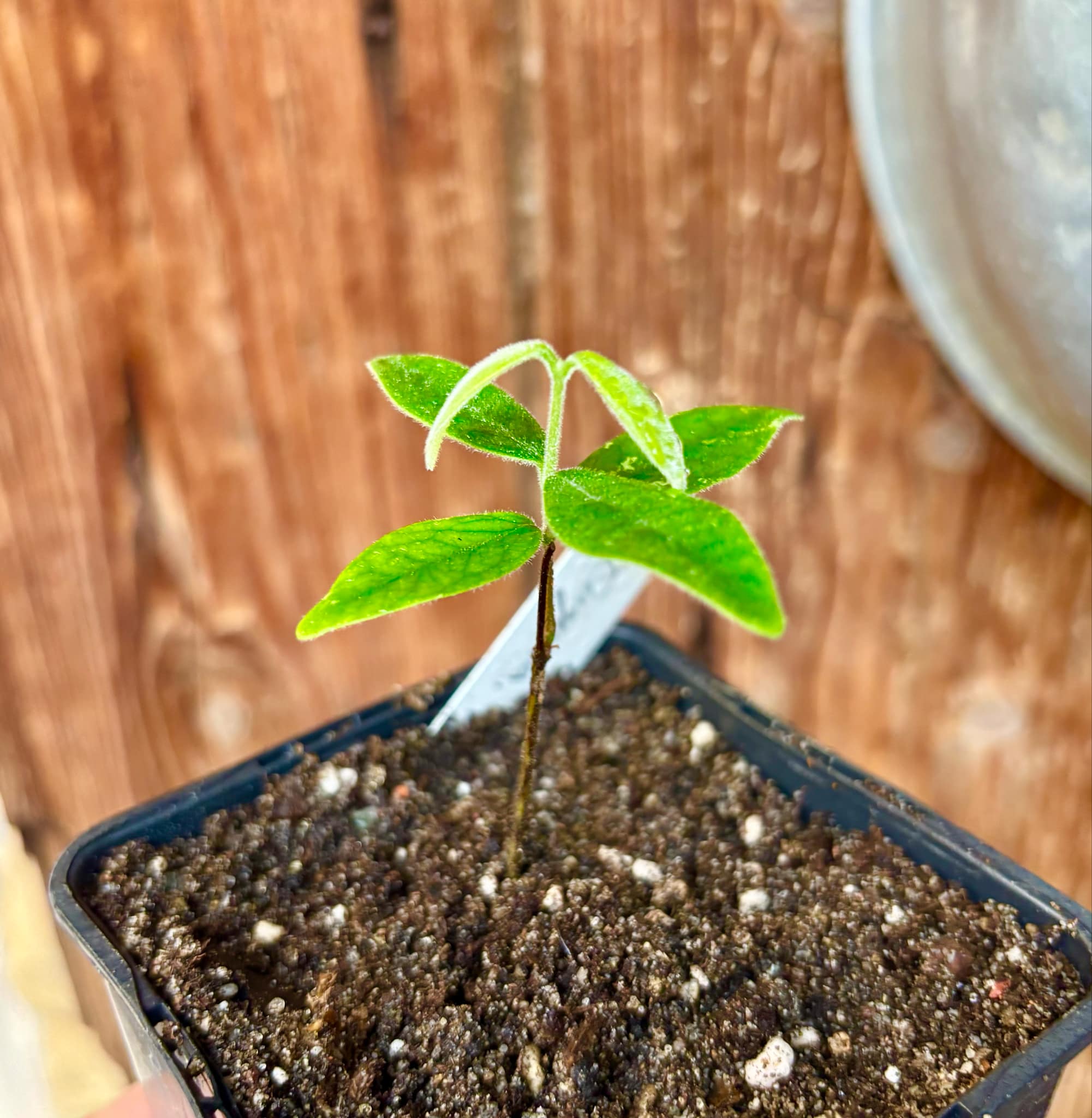 Eugenia caipora BIG - 1 potted plant / 1 getopfte Pflanze Eugenia caipora BIG - 1 potted plant / 1 getopfte Pflanze