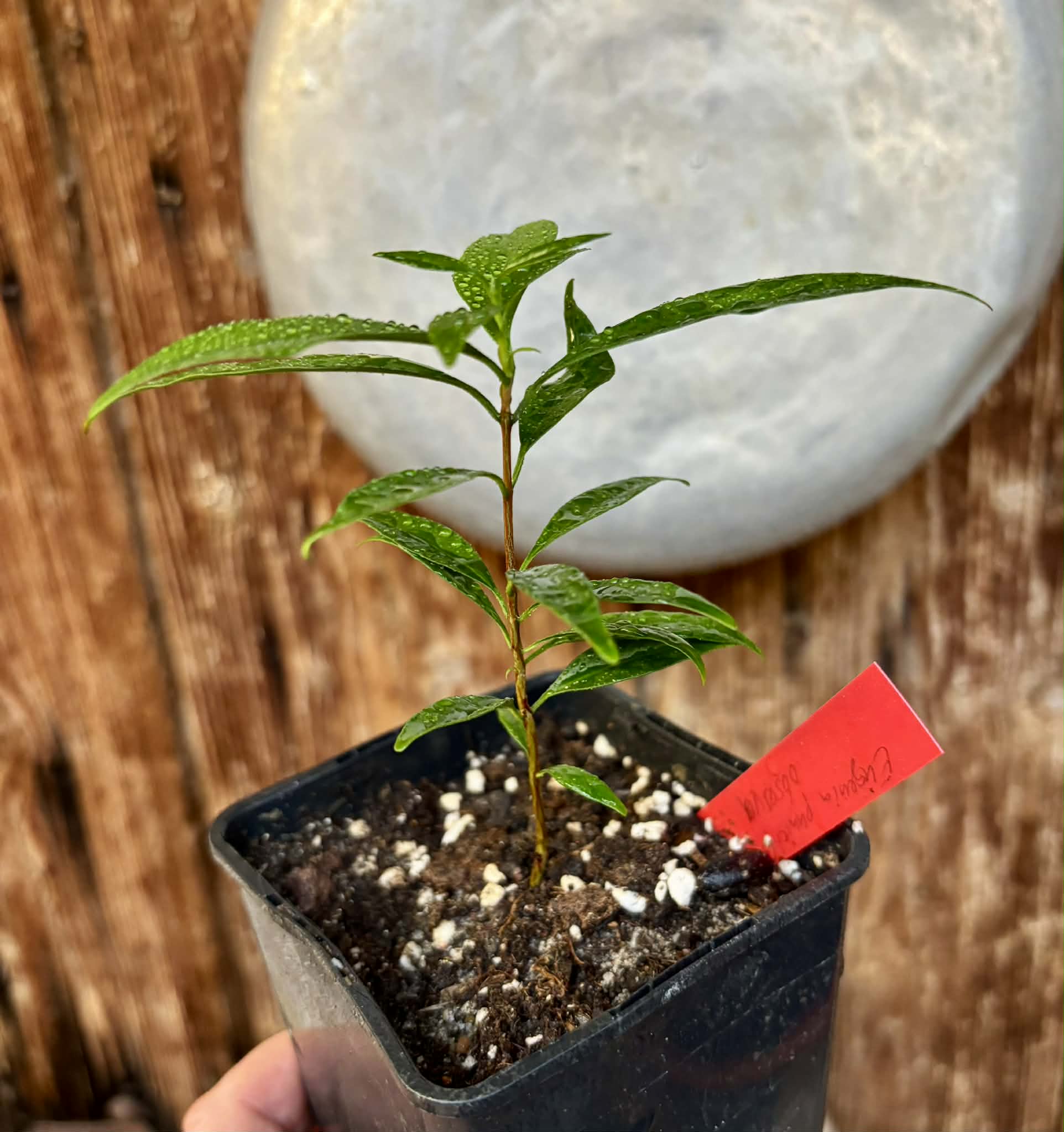 Eugenia punicifolia - 1 potted plant / 1 getopfte Pflanze