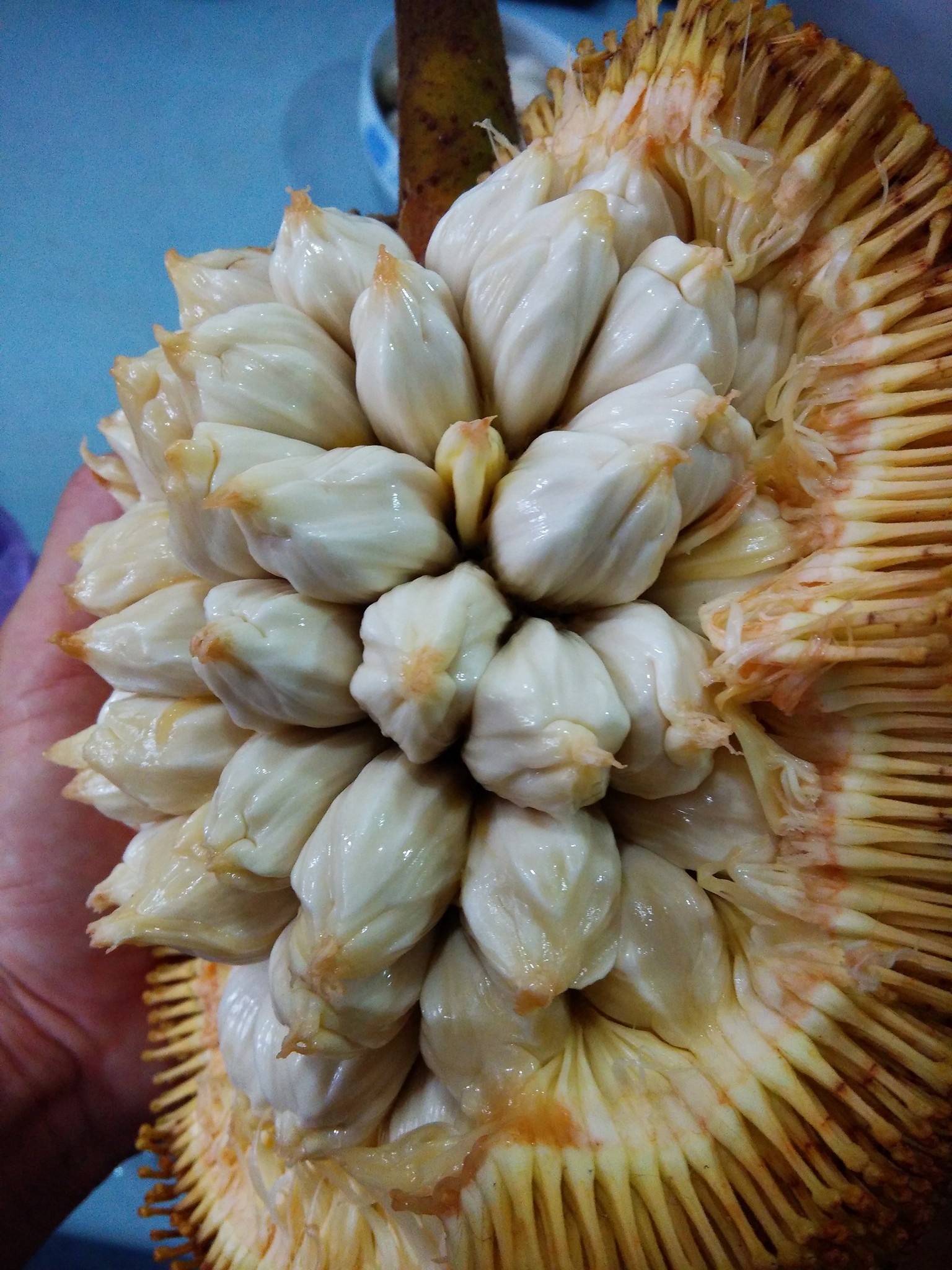 Marang (Artocarpus odoratissimus) - 1 germinated seed / 1 gekeimter Samen Marang (Artocarpus odoratissimus) - 1 germinated seed / 1 gekeimter Samen