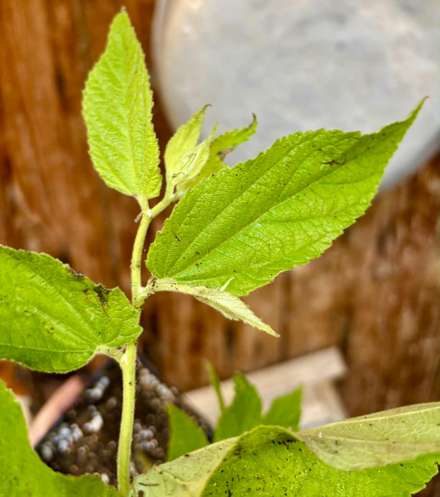 rooted cutting - Muntingia calabura (Jamaika Cherry / Panama Cherry) - 1 potted plant / 1 getopfte Pflanze