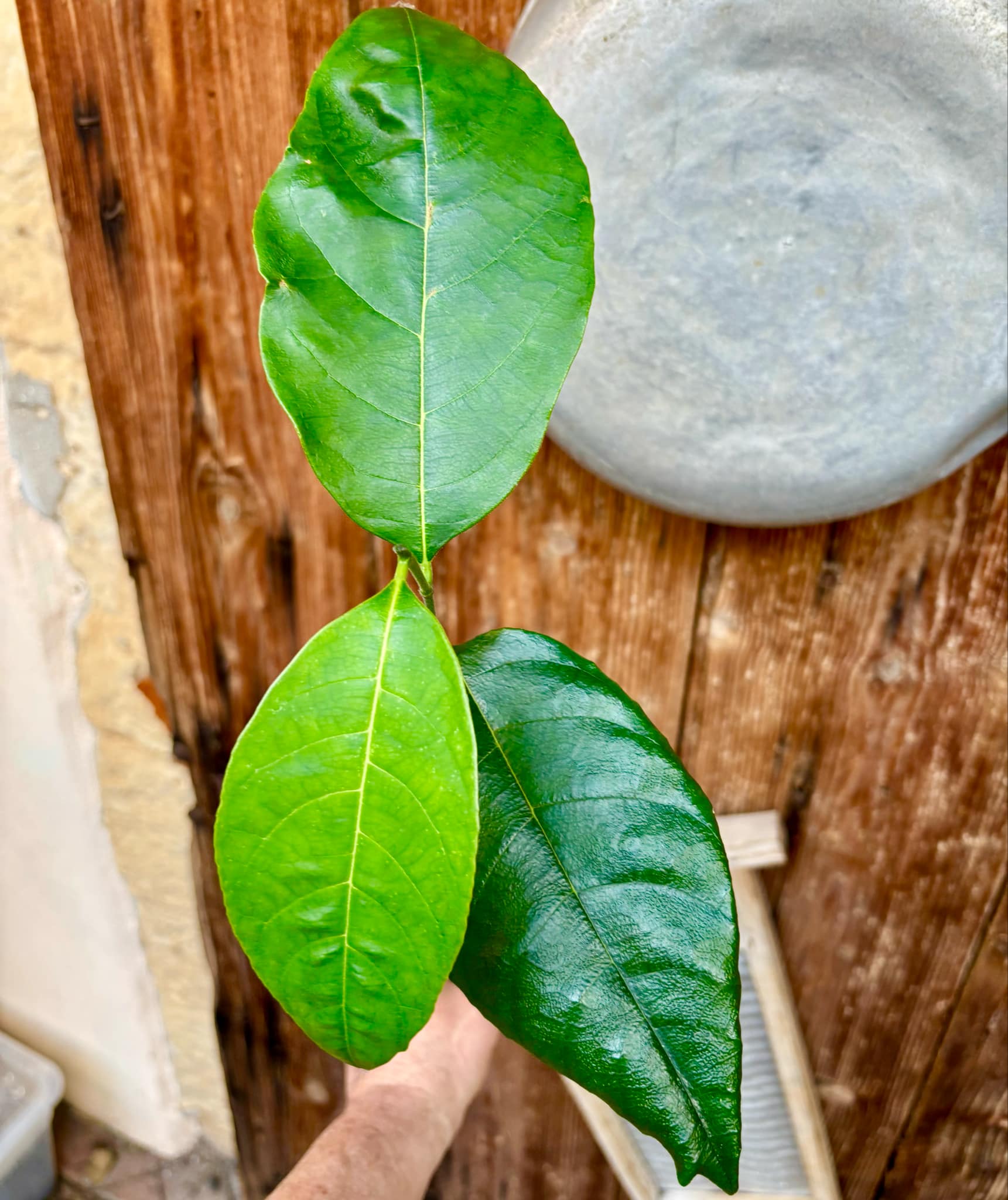 Jackfruit (Artocarpus heterophyllus) 1 potted plant / 1 getopfte Pflanze