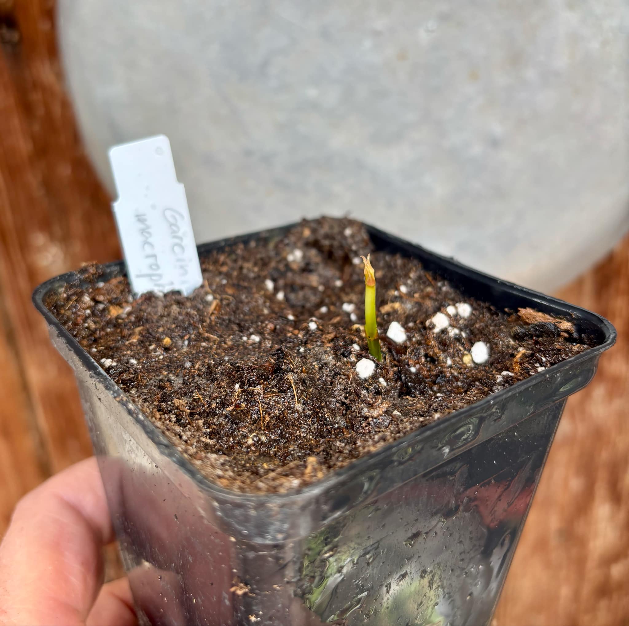 Garcinia macrophylla - 1 fresh potted seedling / 1 frisch getopfter Sämling