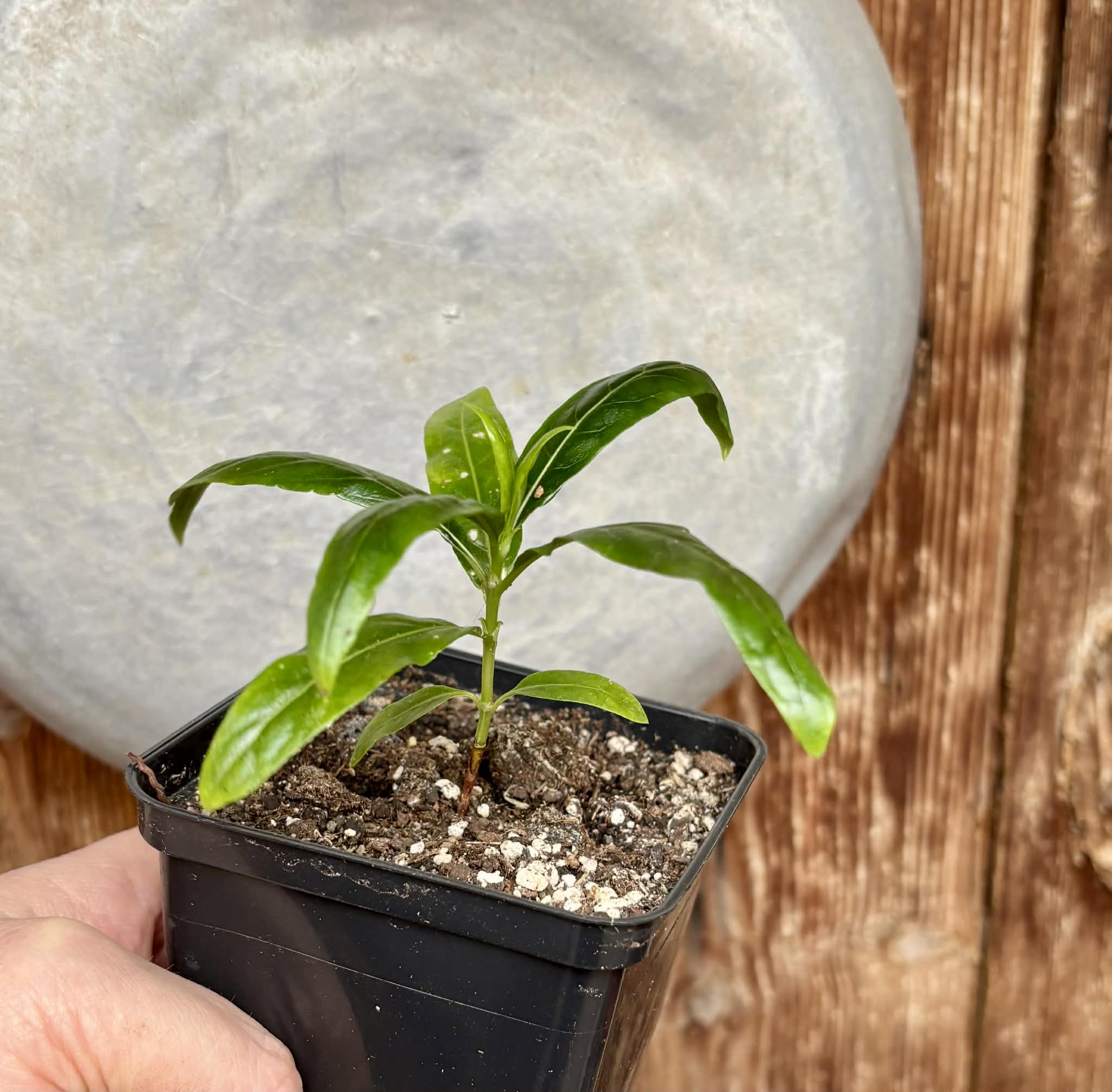 Noni (Morinda citrifolia) - 1 small potted seedling / 1 kleiner, getopfter Sämling