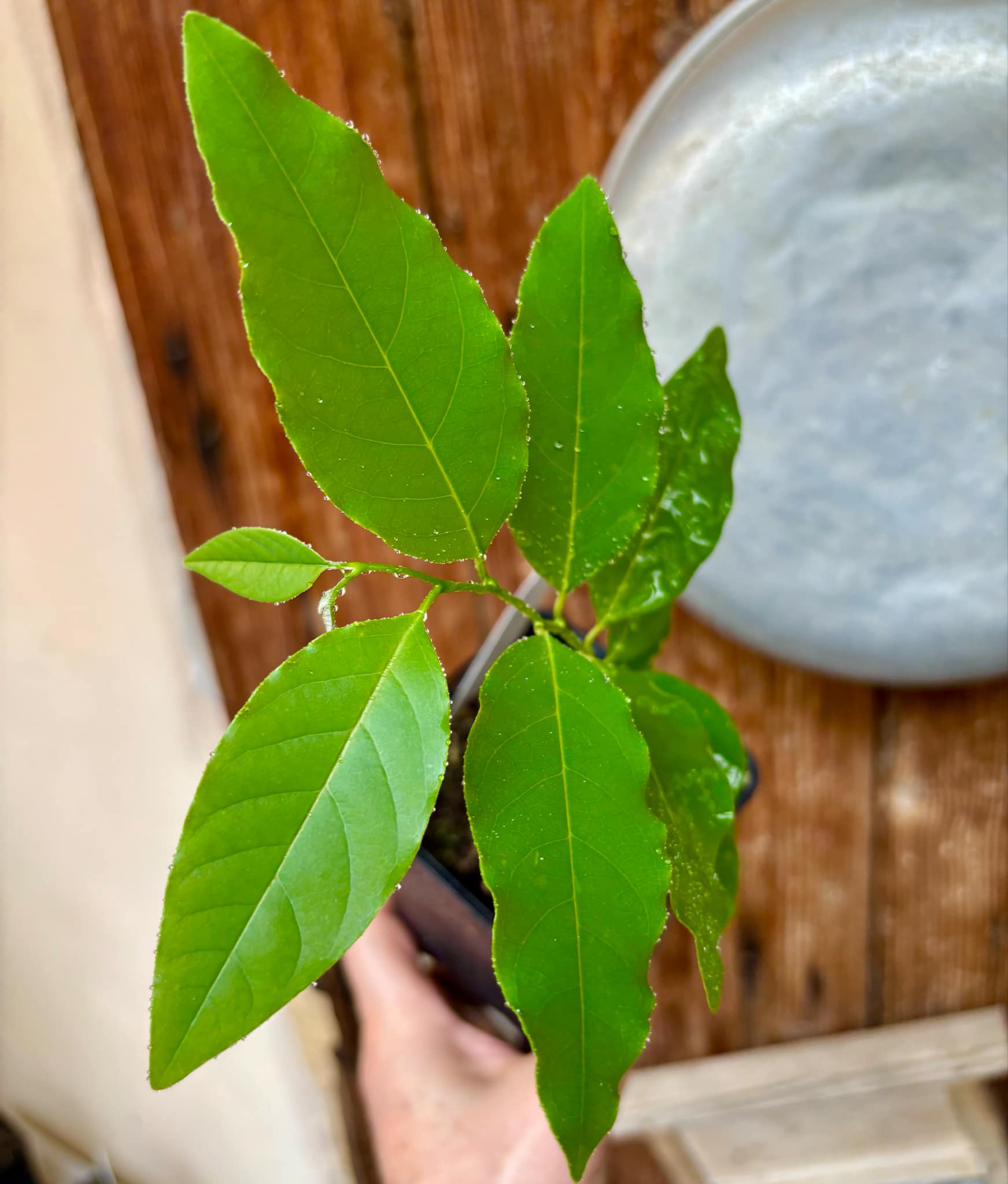 Annona emarginata - 1 potted plant / 1 getopfte Pflanze