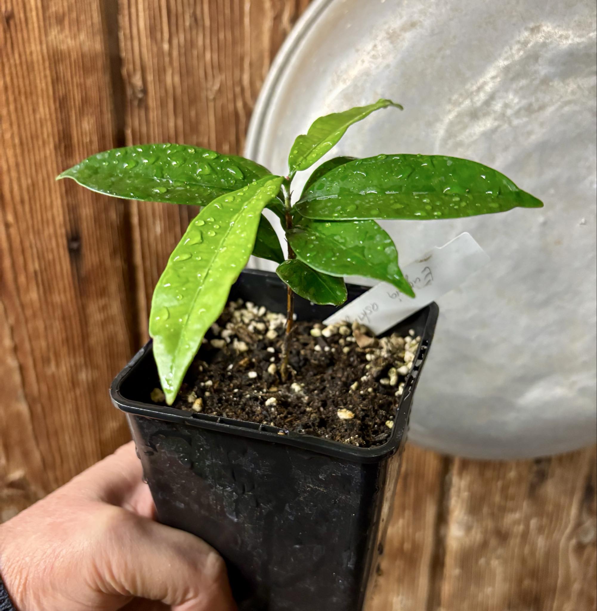 Baguaçu (Eugenia astringens) - 1 potted plant / 1 getopfte Pflanze