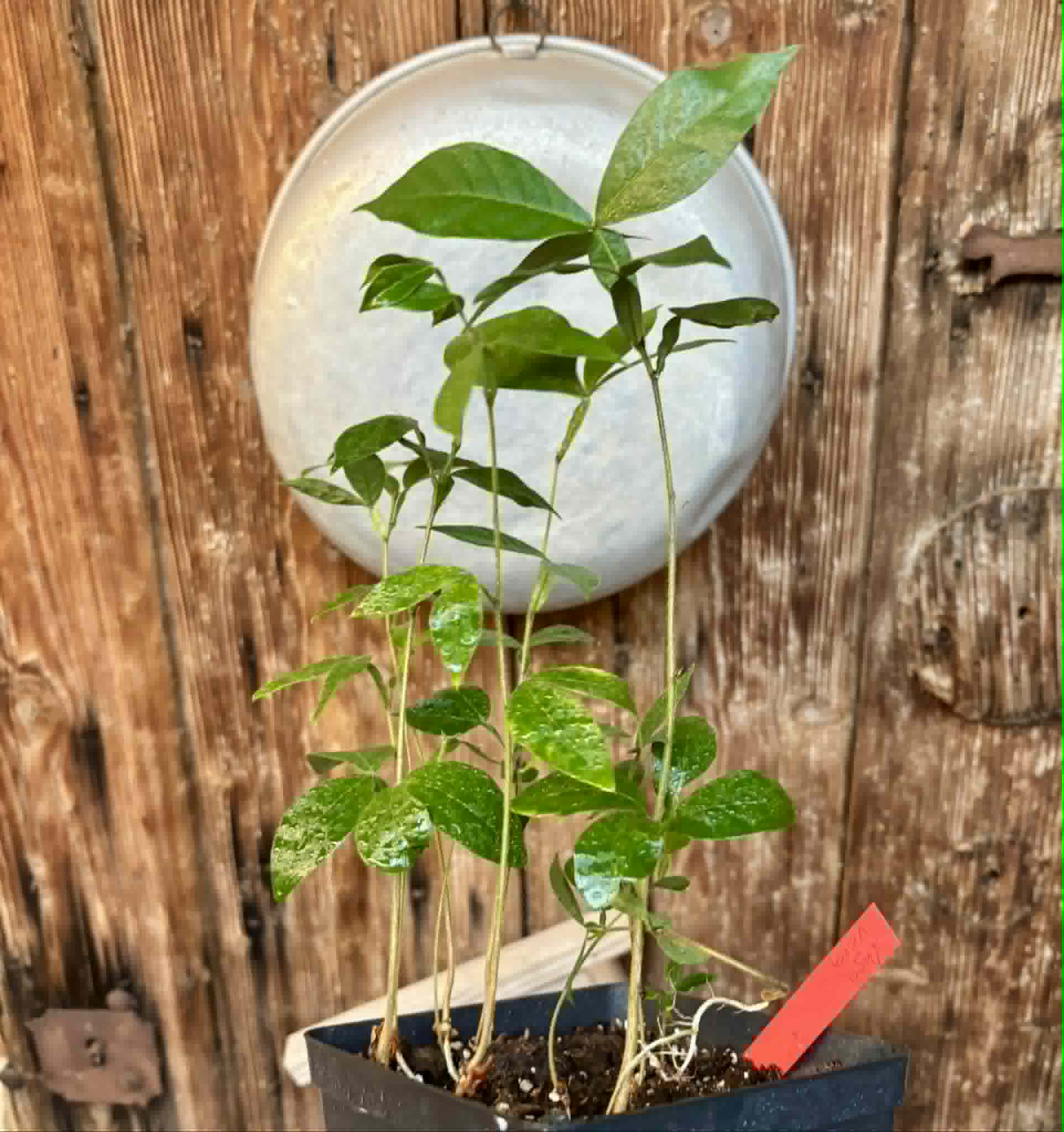 7 in 1 pot - Inga vera  - 7 seedlings in one pot / 7 Sämlinge in einem Topf